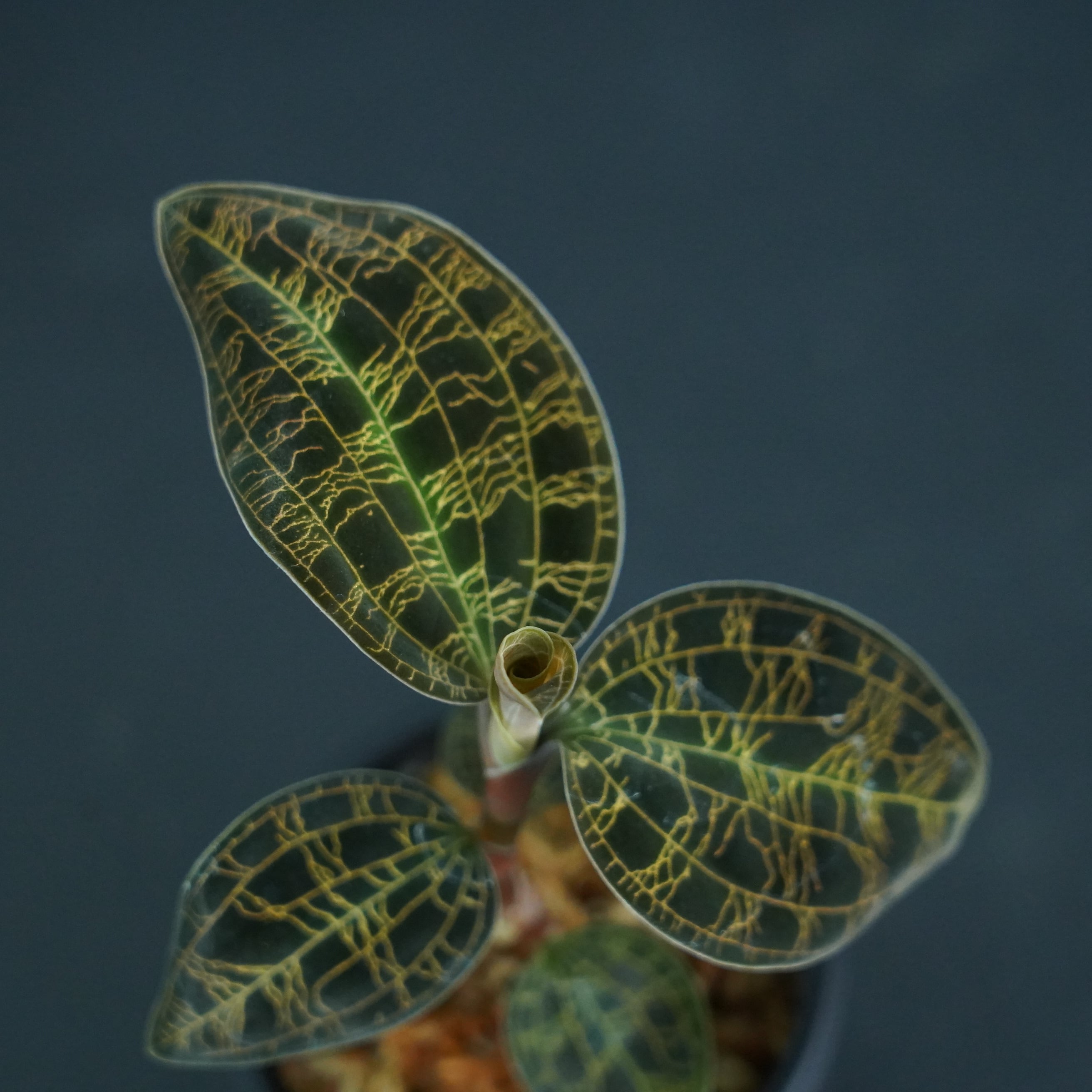 ◆現品◆マコデスペトラ 'Black Type'【ジュエルオーキッド宝石蘭/石崎バイオ】#573