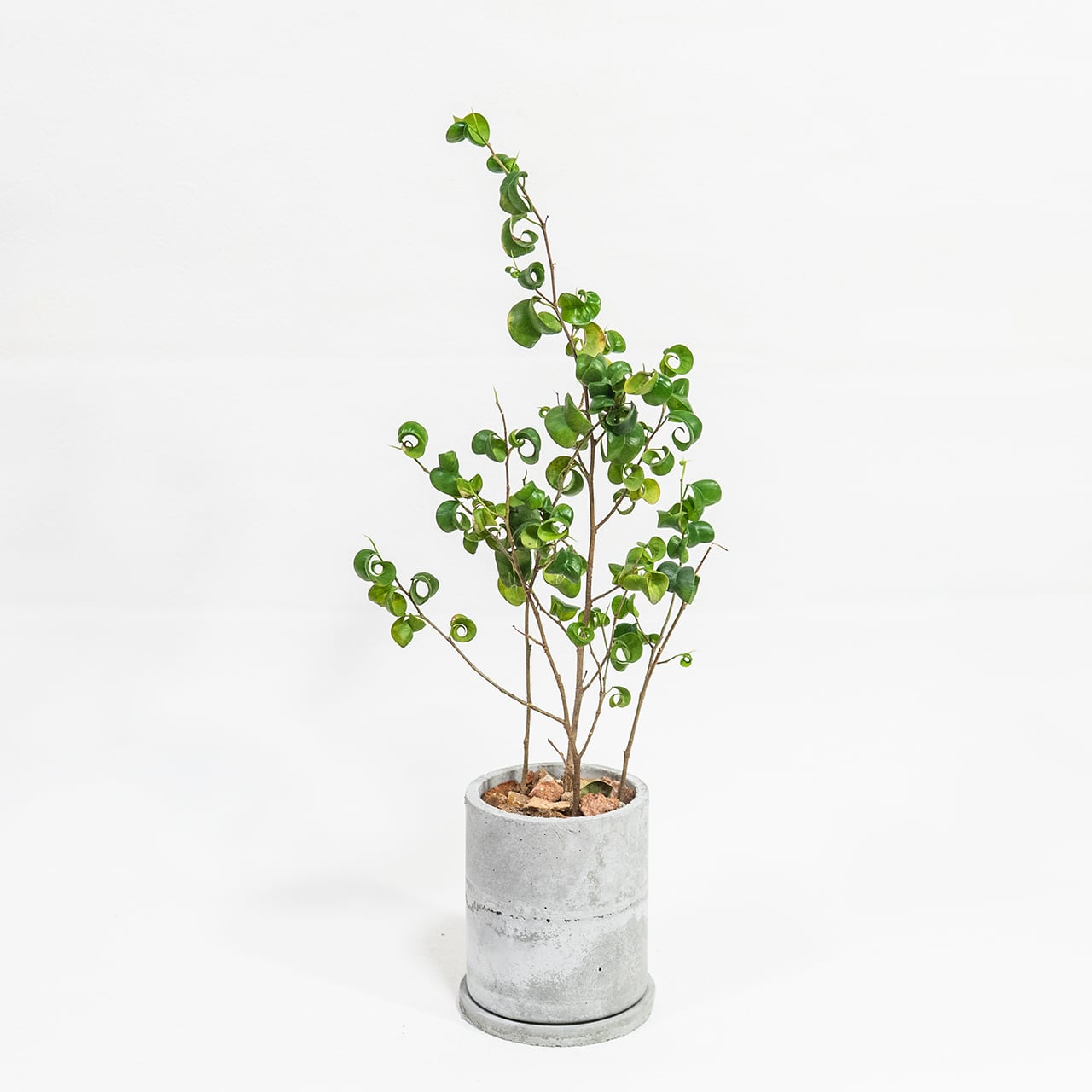 ベンジャミン・バロック おしゃれ部屋に映える渦巻き葉の観葉植物 モルタル鉢