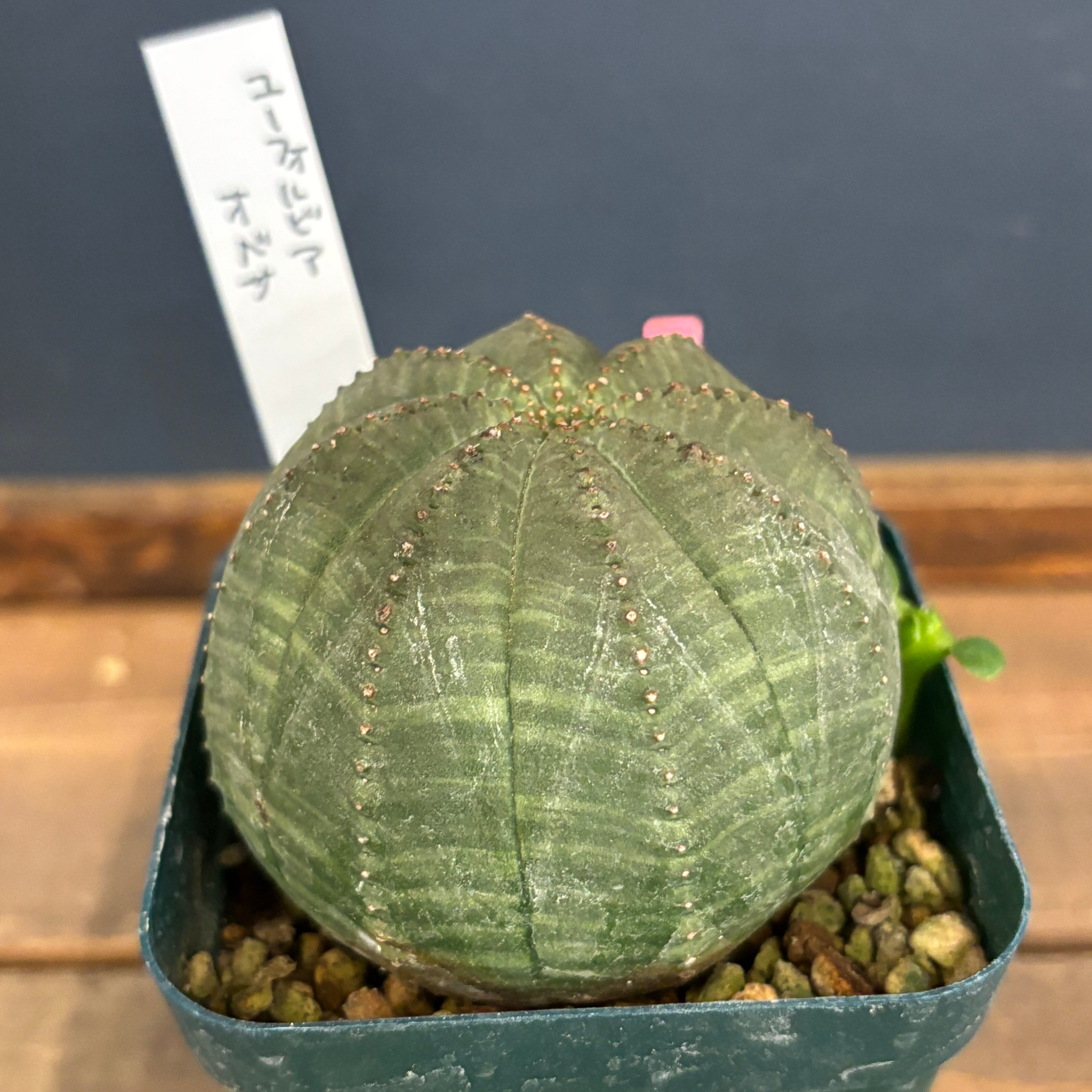 25/8/9出品 パキポディウムエブレネウム(現地球)雷土(鉢込み) 5/3.4.5.6に開催するスーパーSALEから販売するから販売する