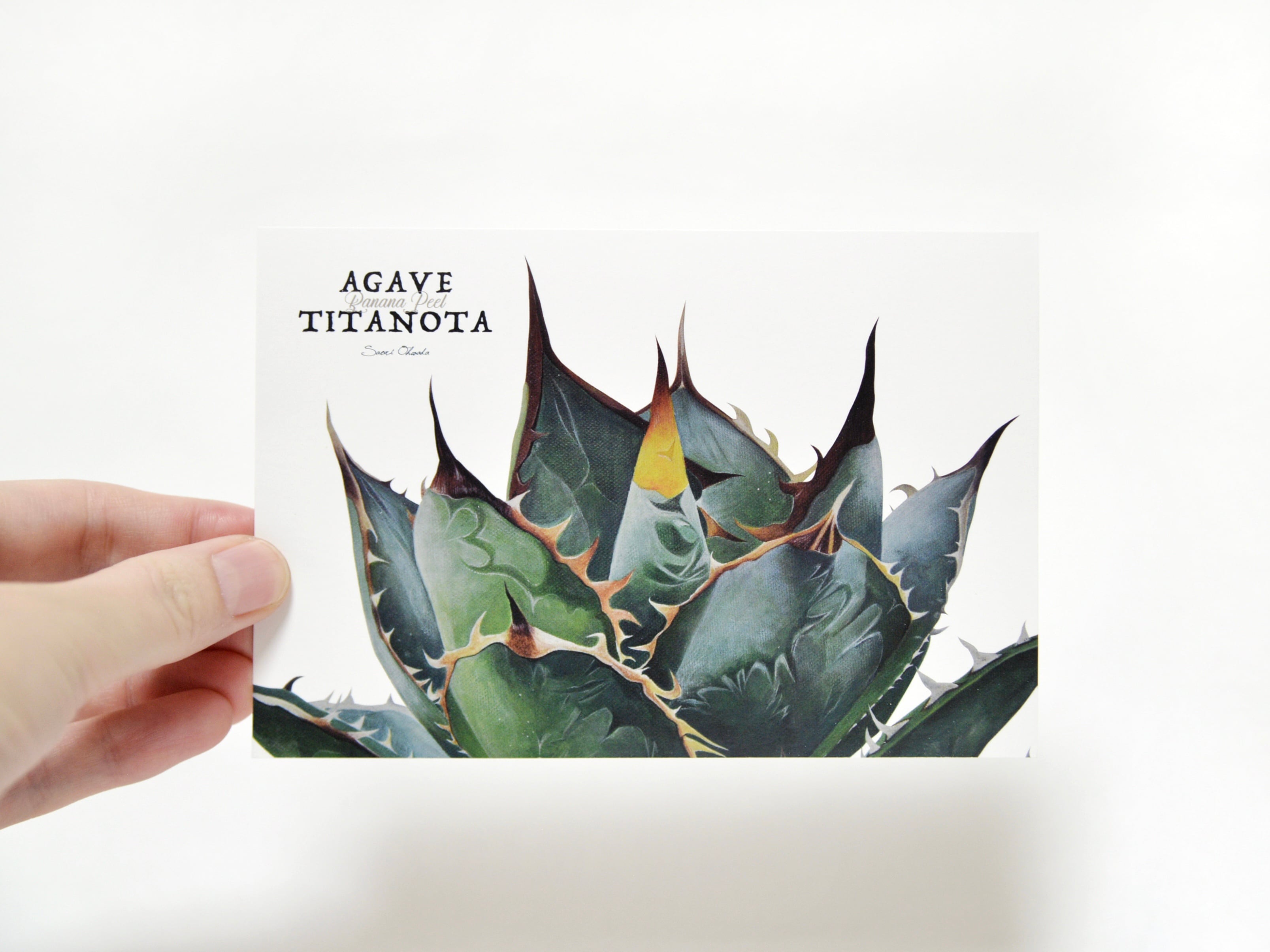 AGAVE TITANOTA ポストカード