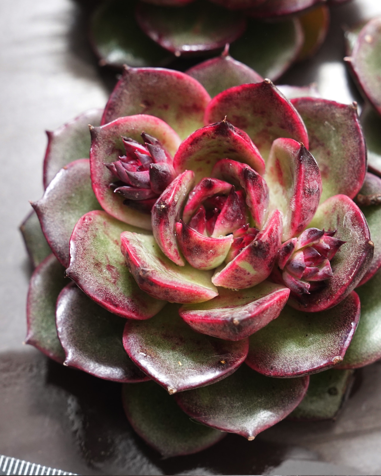 カット苗 コーラルジェニー 【日本初上陸?!】 Echeveria 'Coral Jenny'