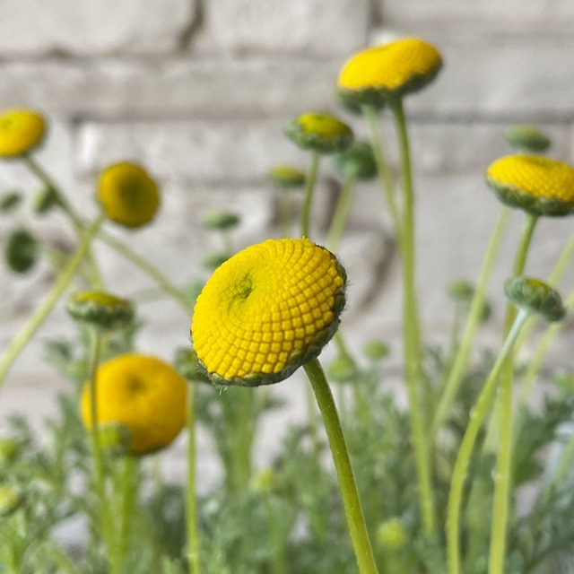 コツラ 花ほたる 橋本種苗園