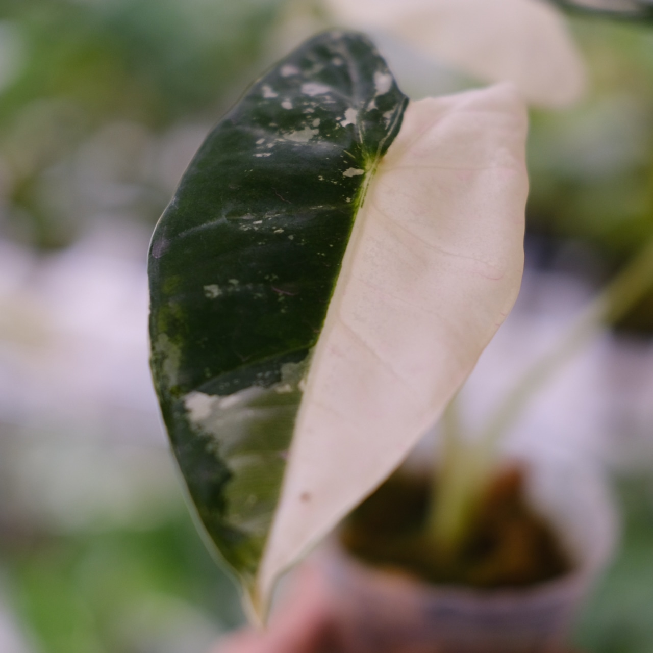 アロカシア グリーンベルベット / Alocasia Green Velvet② / 観葉植物