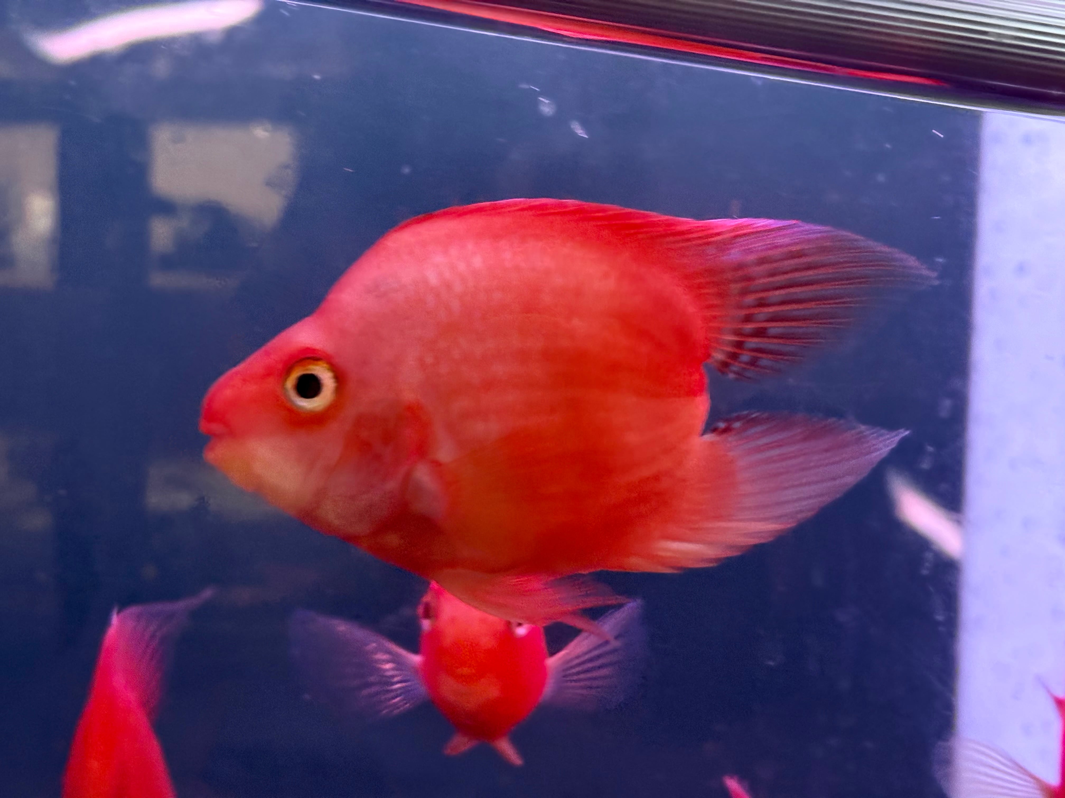 ハートテール キングコングパロット ±10cm | 熱帯魚買取販売店 ブンキャオ