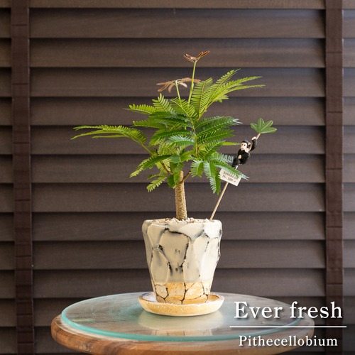 エバーフレッシュ 3号 陶器鉢 Ever fresh 観葉植物 0711WB