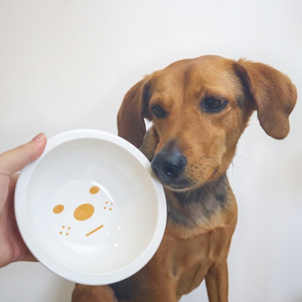 もぐもぐスタンド フードボウル 陶器 猫用 小型犬用 ご飯台 食事台
