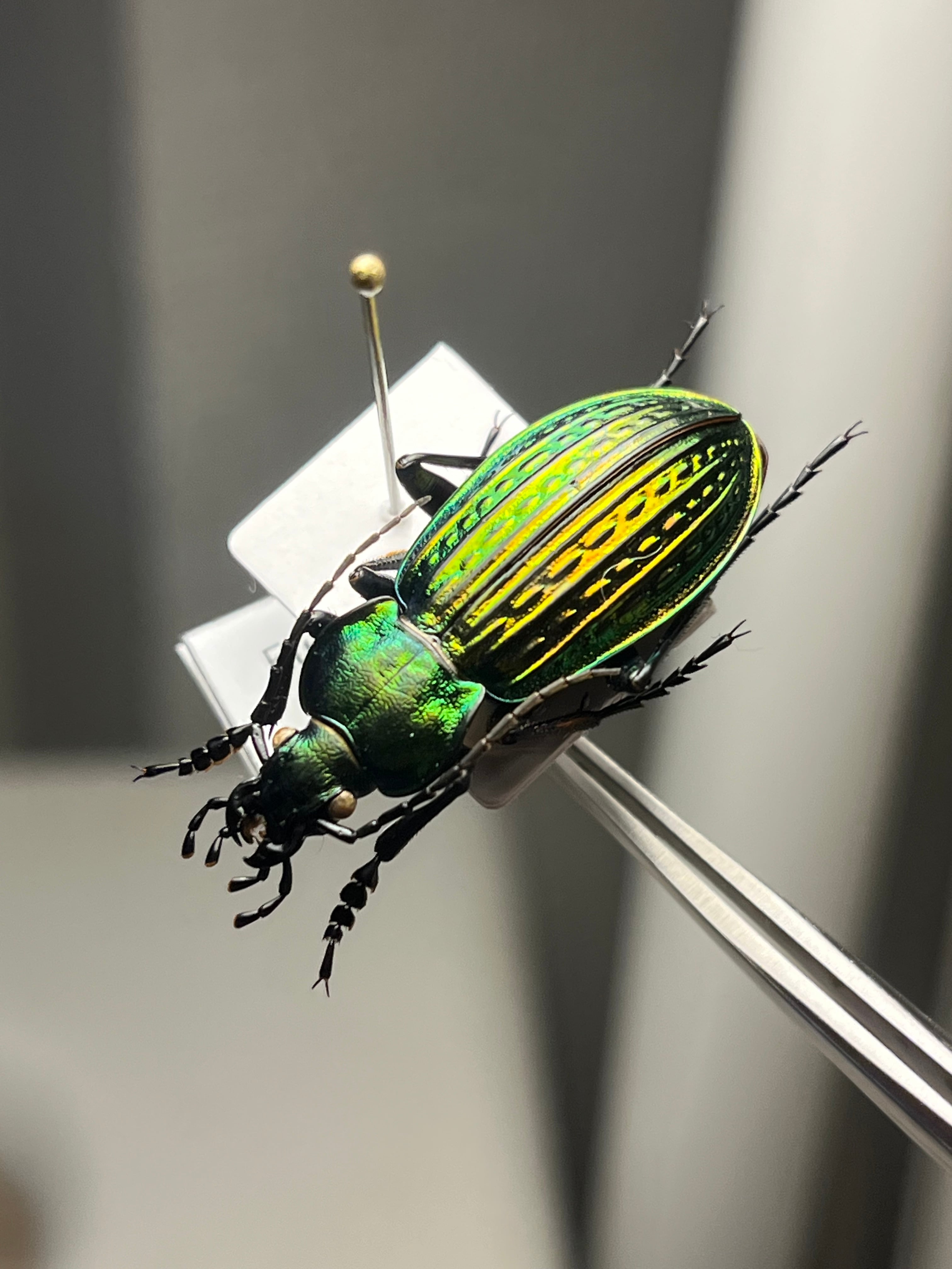 美麗♀】オオエンマハンミョウ Manticora タンザニア産 昆虫標本