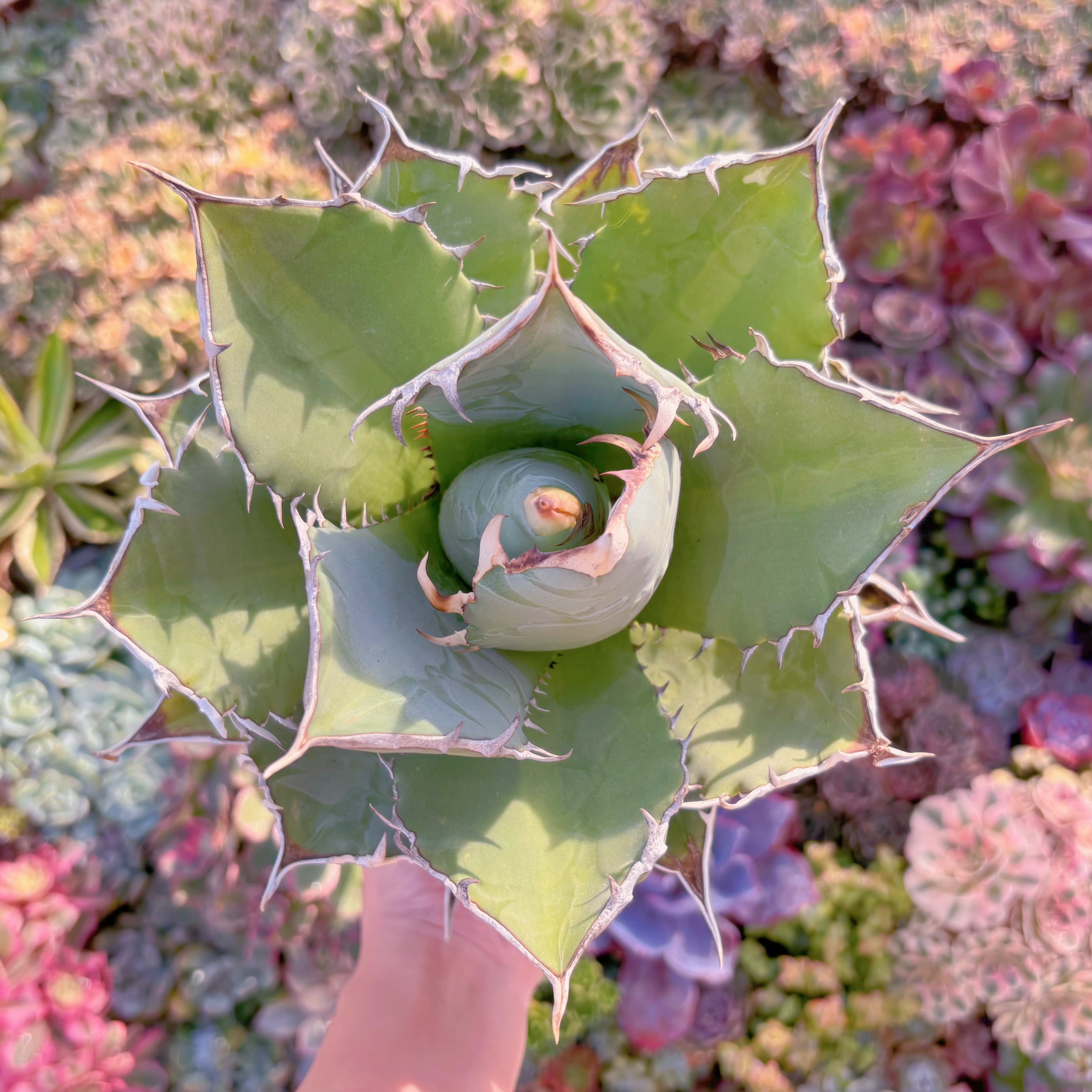 現品　アガベ・チタノタ#K009　特大苗　直径約22cm  新入荷　るる農園