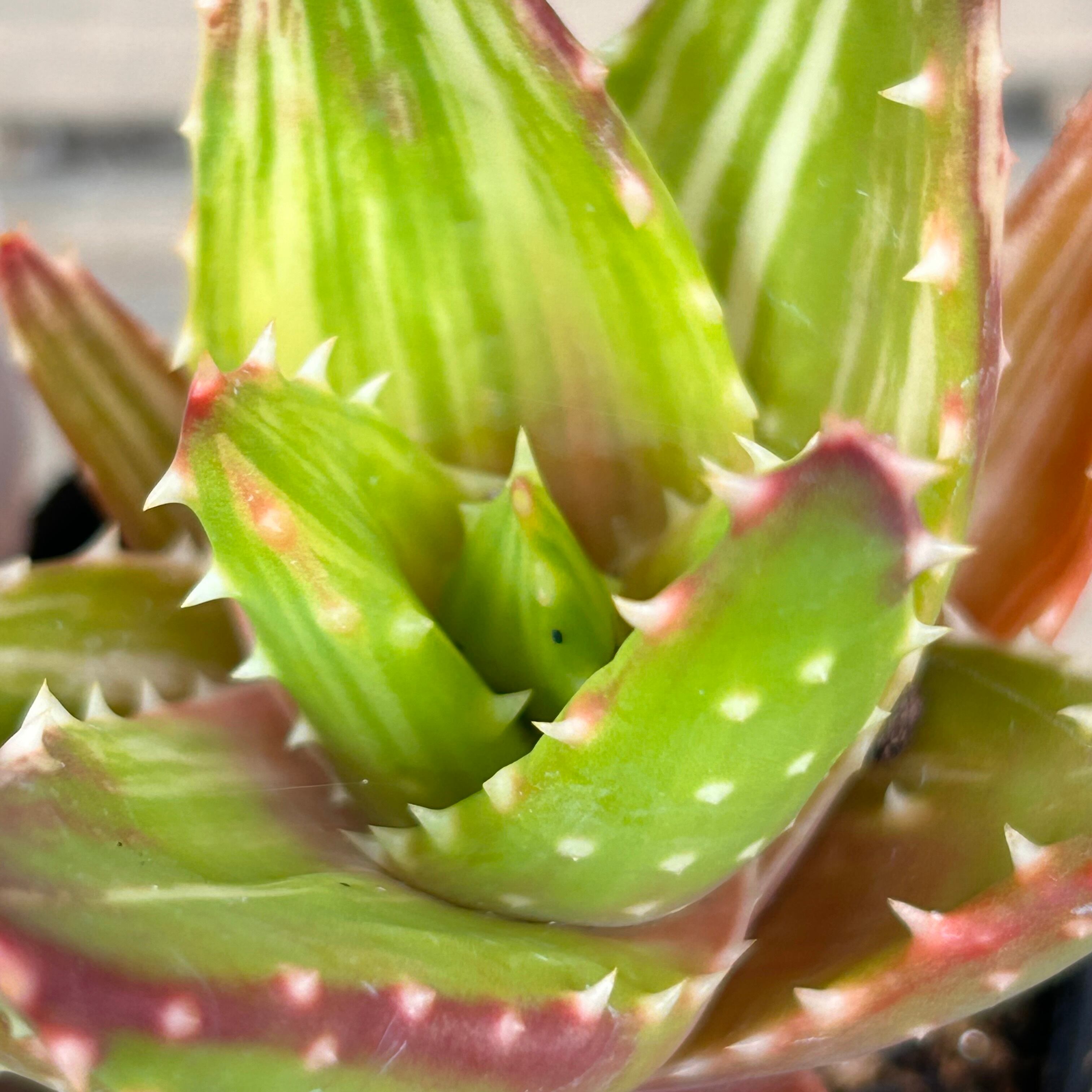 超希少❗️アロエ　スーパーアロエ　不夜城　斑入り✨ 斑入アロエ不夜城Aloearborescensf「シュロスバッカーバルト」の