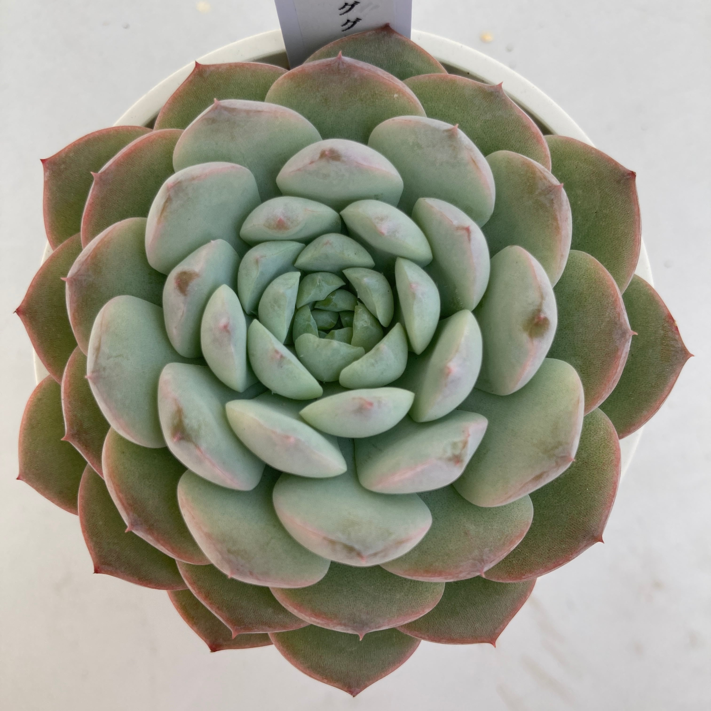 現物商品】アメージンググレース 2.5号サイズ | 多肉植物研究所