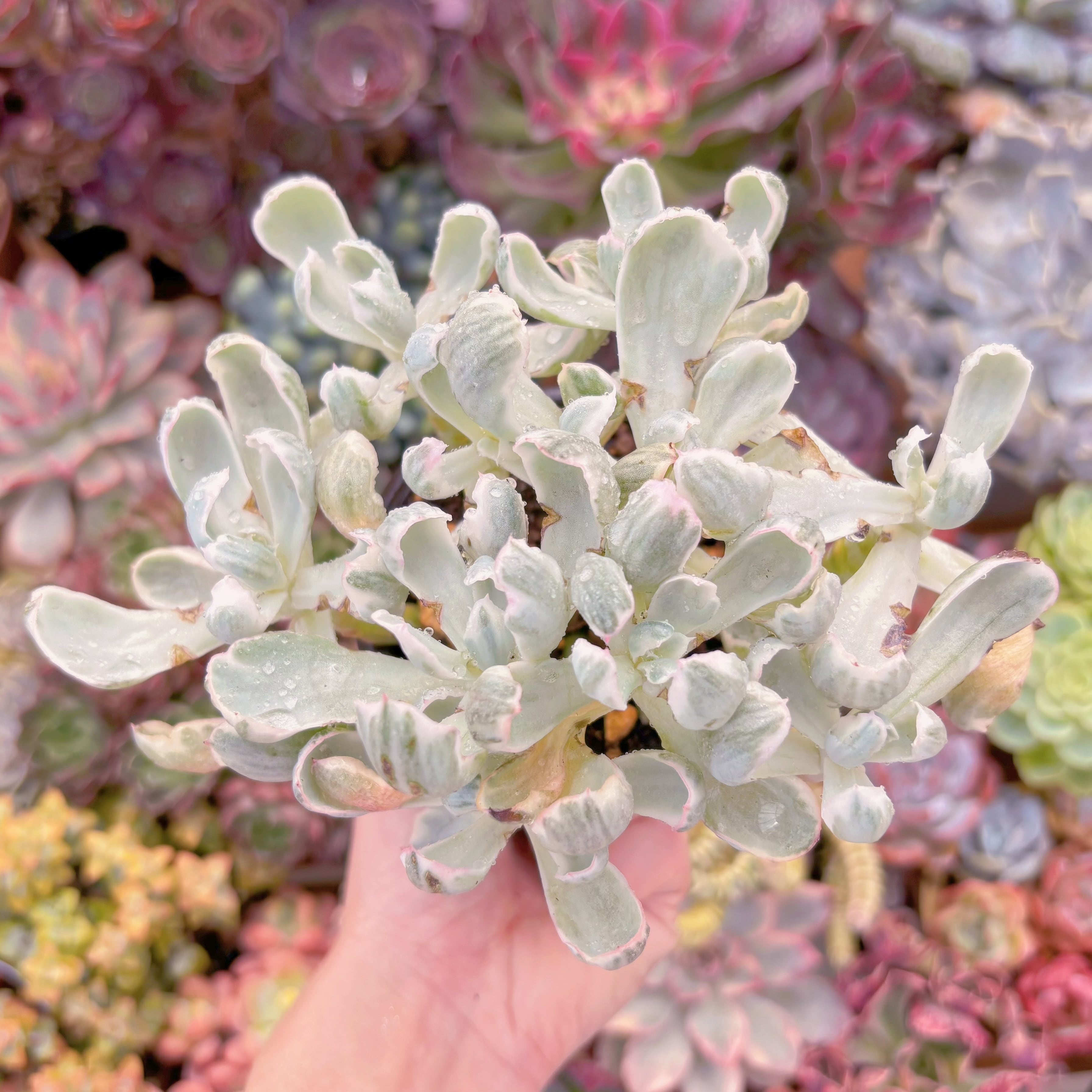 現品　リチャード錦#D14　るる農園