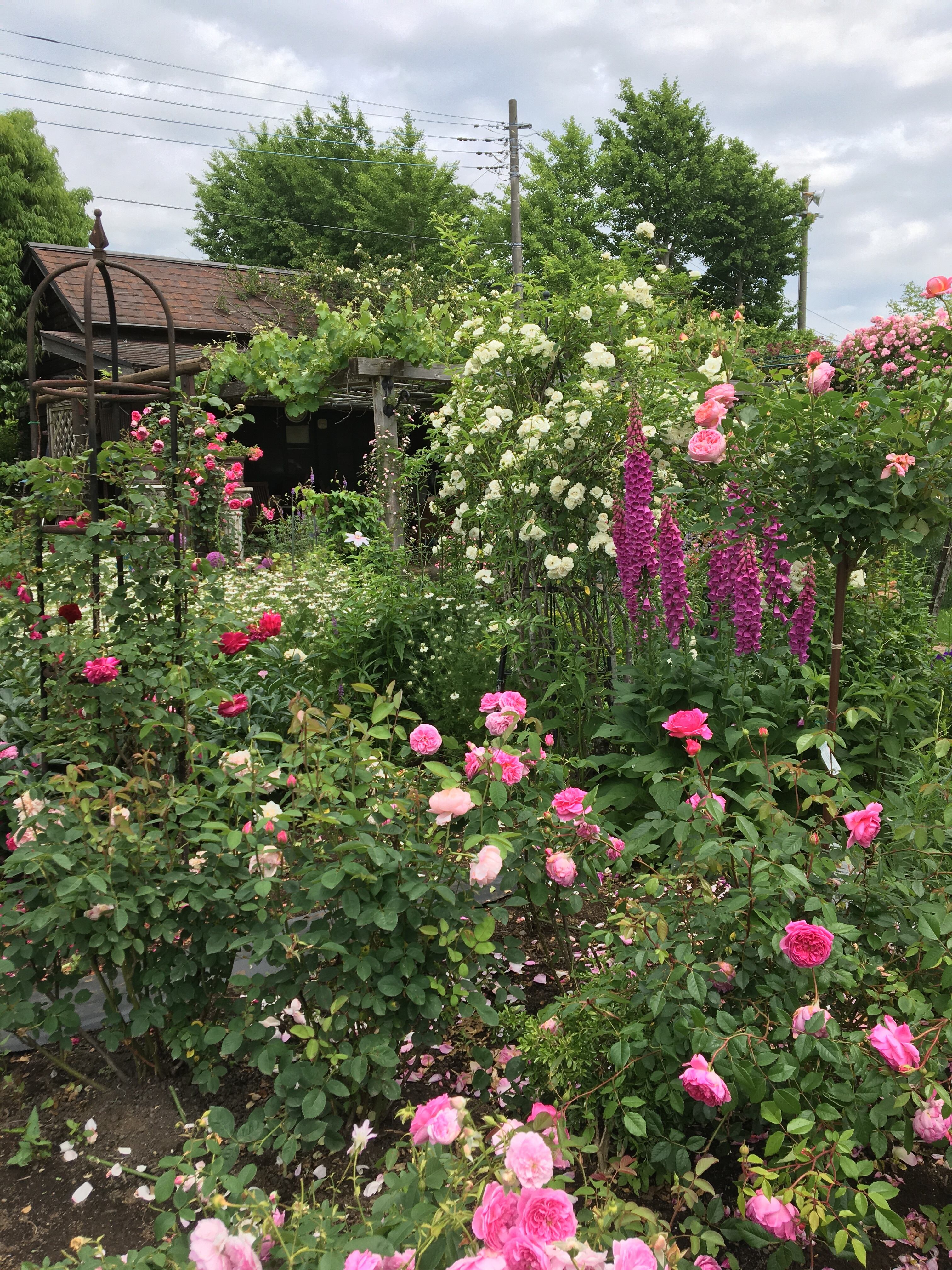 お店のご案内 | ROSE&PLANTS 458