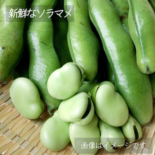 そらまめ 約400ｇ ： 6月の朝採り直売野菜　春の新鮮野菜 6月13日発送予定