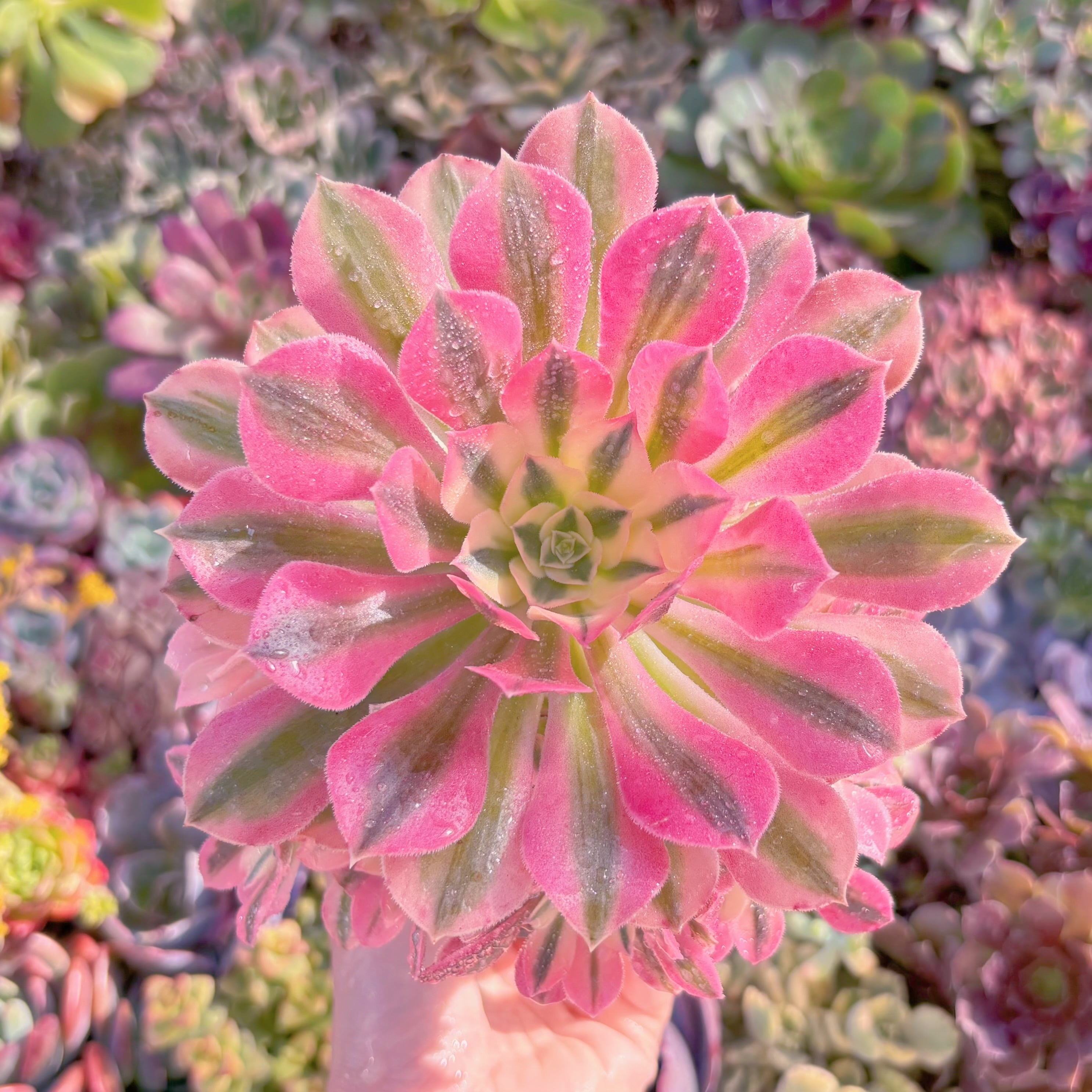 現品　美姫#M280　群生　るる農園