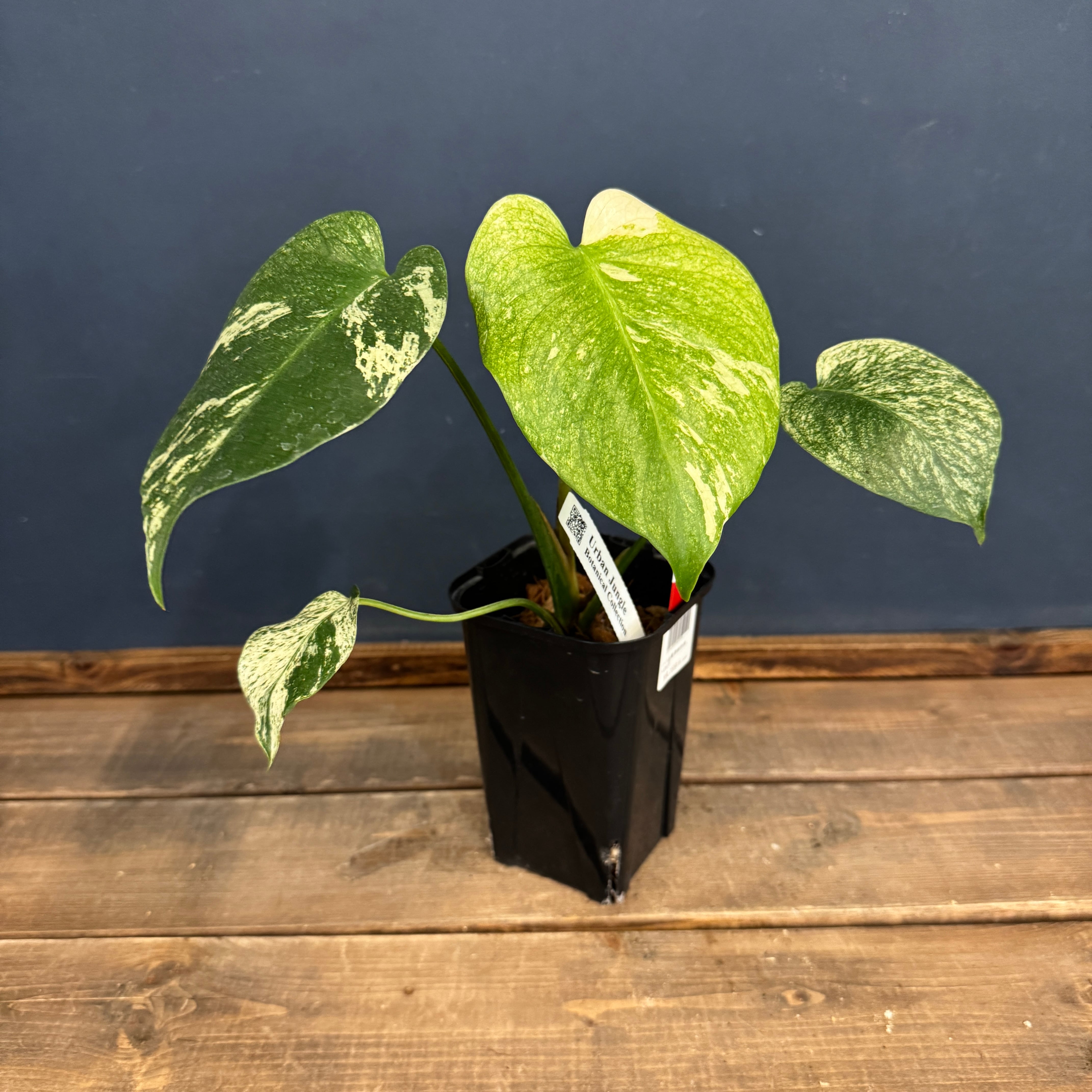 ❤️ モンステラさま❤️ モンステラ ホワイトモンスター【768】 | PROTOLEAF プロトリーフ