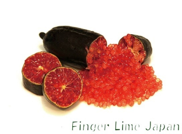 フィンガーライム　BYRON SUNRISE　バイロンサンライズ　1年生15㎝ポット【品種確定済み】【結実確認】【希少で貴重】