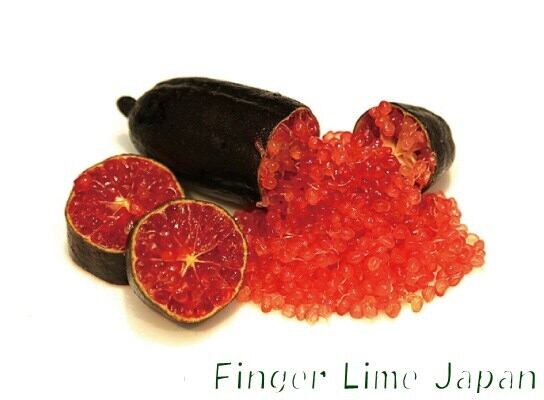 フィンガーライム BYRON SUNRISE バイロンサンライズ 1年生15㎝ポット【品種確定済み】【結実確認】【希少で貴重】