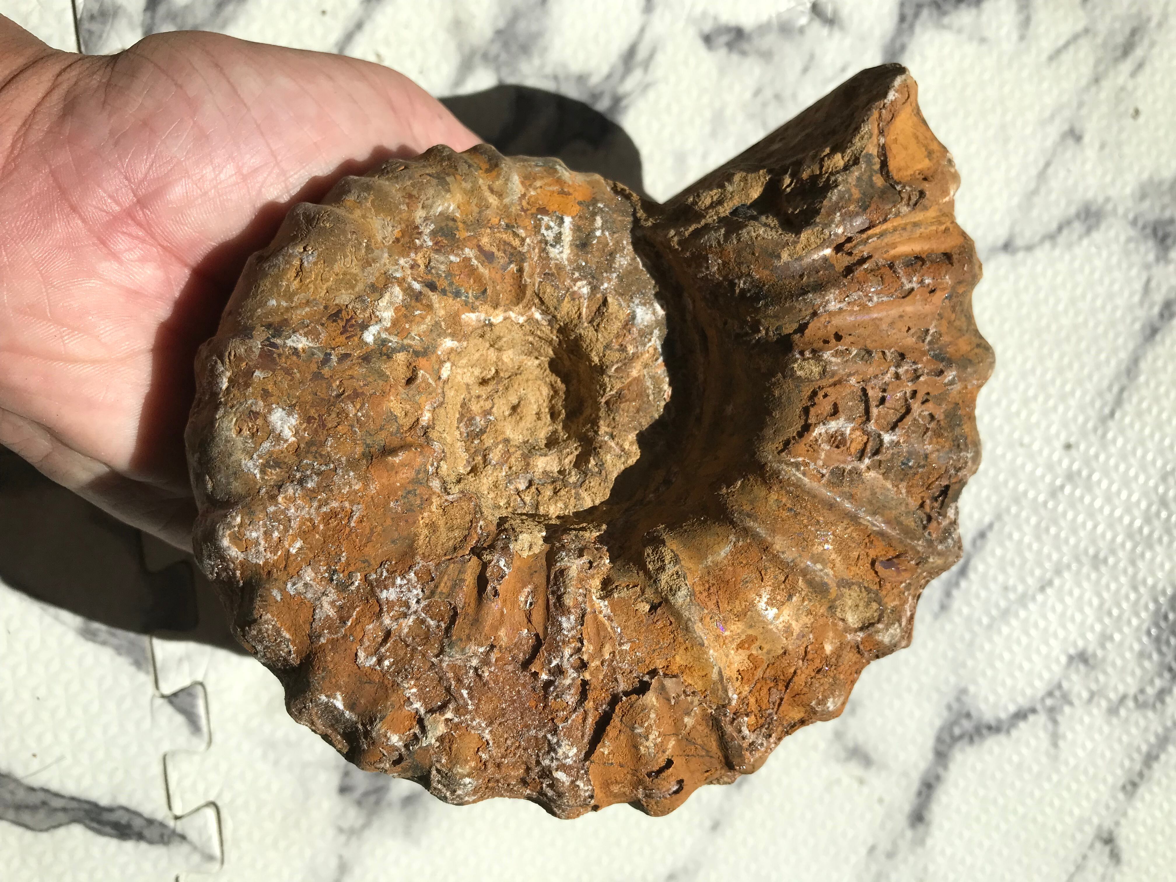 マダガスカル産 アンモナイト化石（キャライコセラス）特大サイズ 稀少