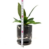 アンスリウム　ブラウマニー　SP　植込み品【190】