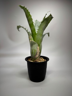 Hohenbergia magnispina　ホヘンベルギア マグニスピナ
