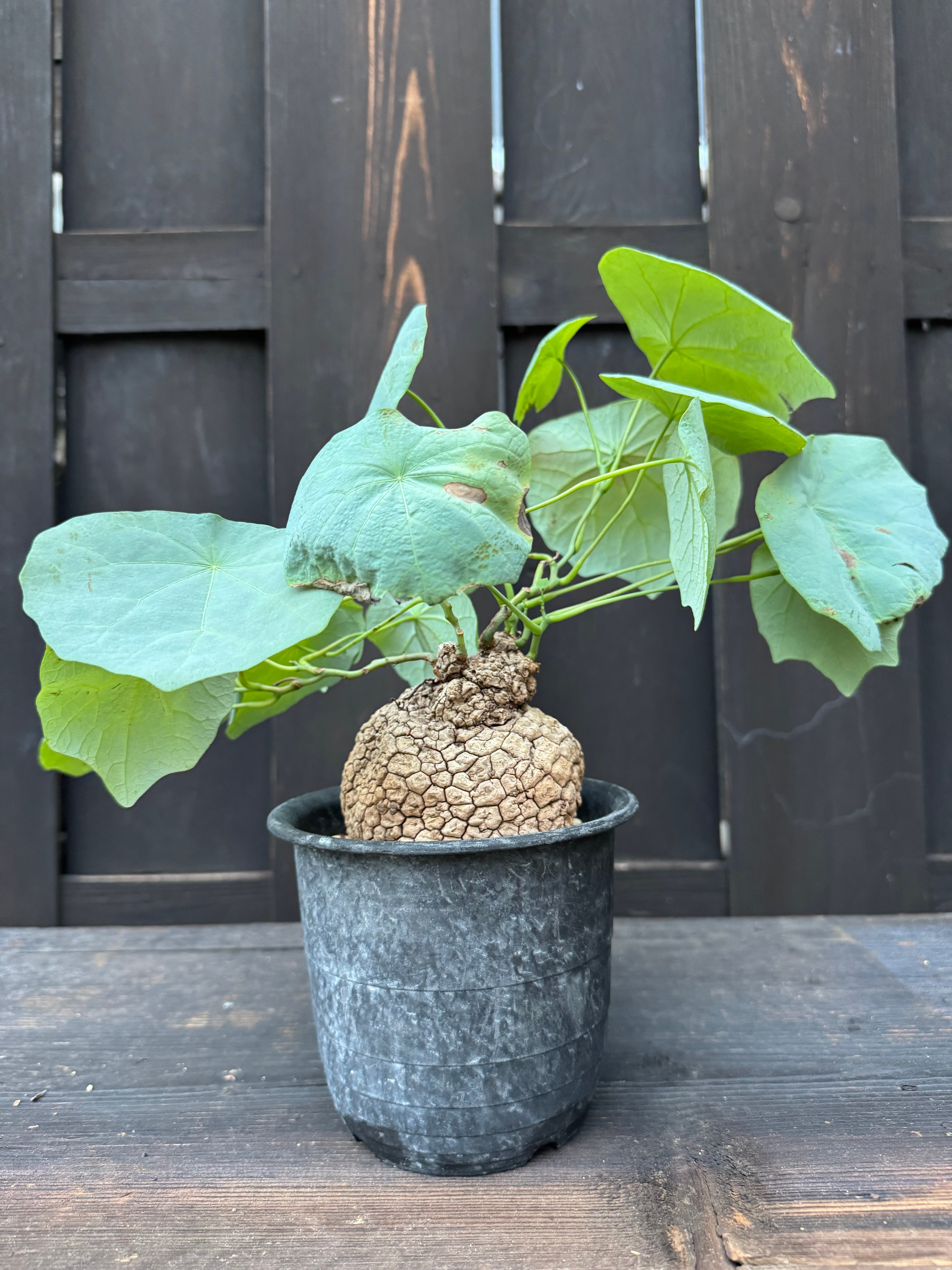【極美/超大株/塊根植物】ステファニア スベローサ A-3 観葉植物 【極美/超大株/塊根植物】ステファニア スベローサ A-3