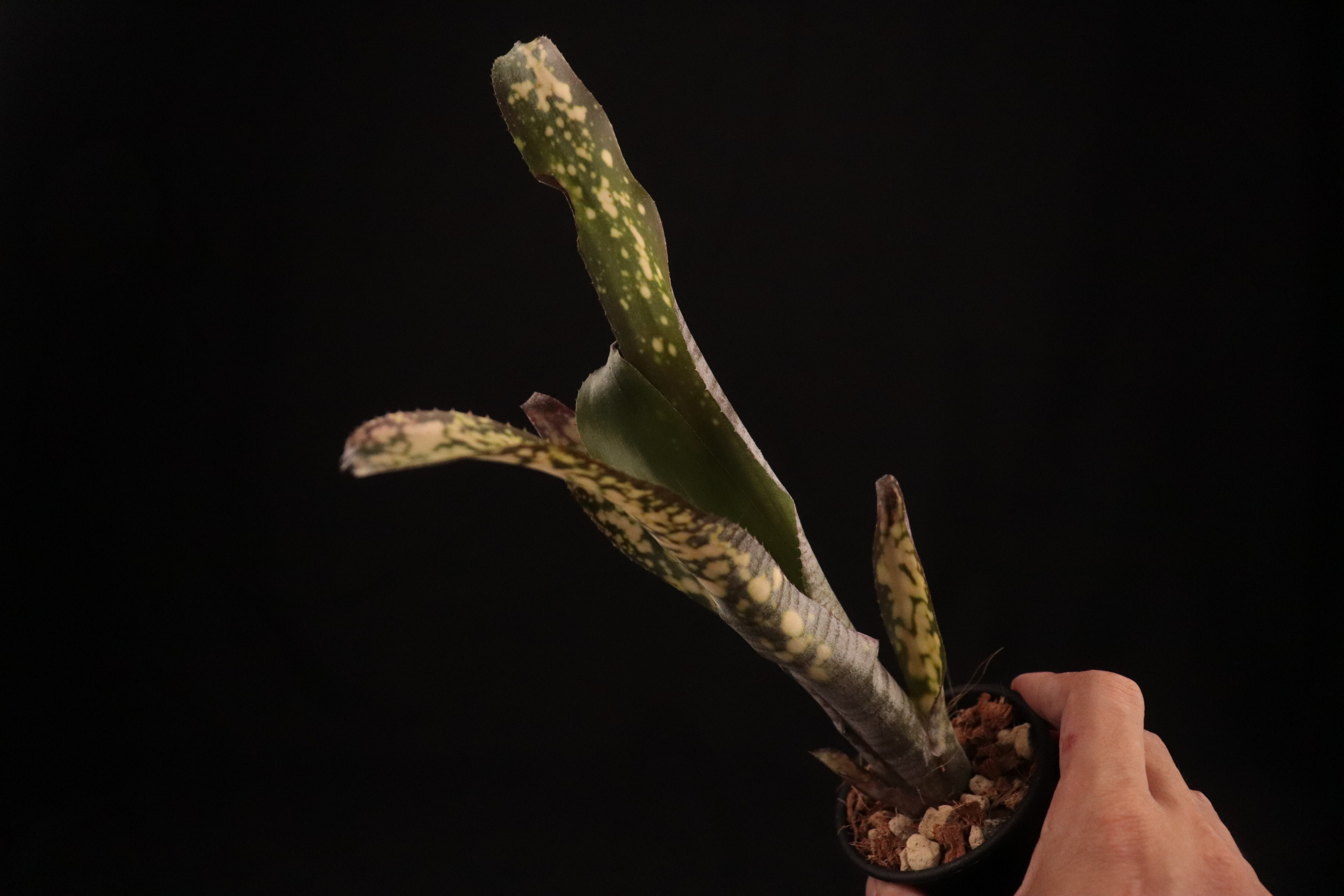 送料無料】Billbergia 'Kolan White pearl'〔ビルベルギア〕現品発送