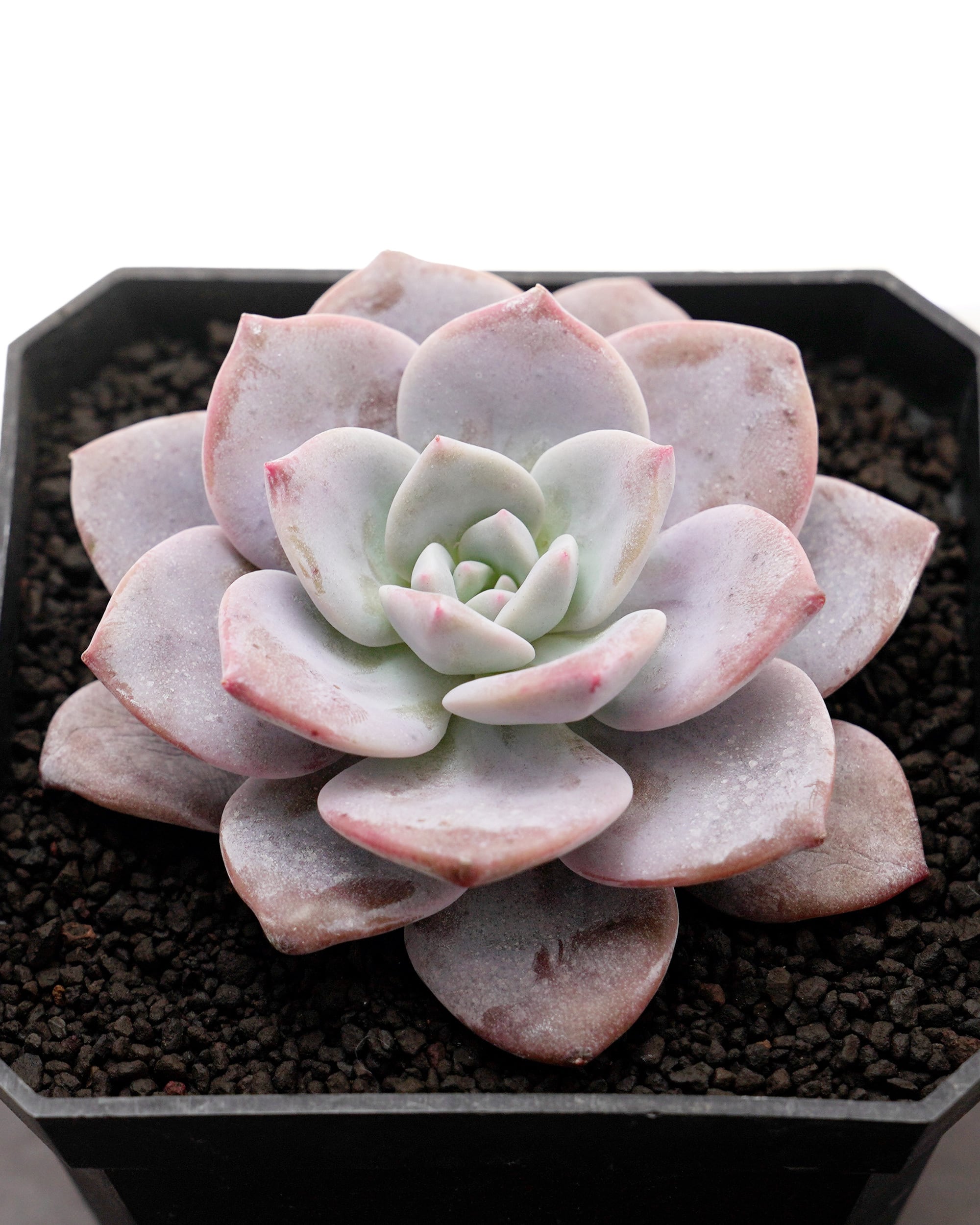 レア種・新品種 | PUKUBOOK SUCCULENTS