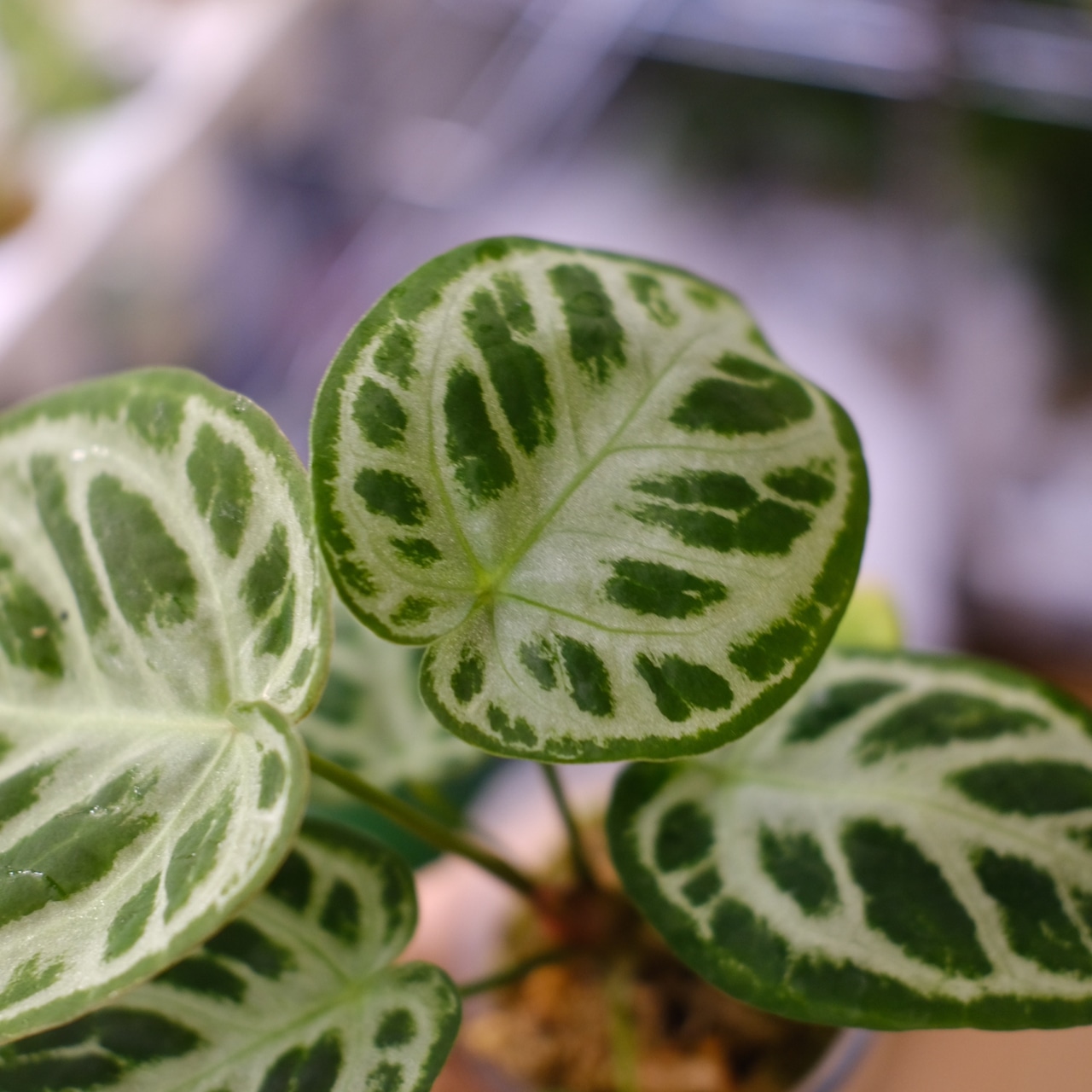 アンスリウム ドラヤキ × シルバーブラッシュ / Anthurium Dorayaki × Anthurium Silver brush⑩/ 観葉植物<育て方・花言葉>