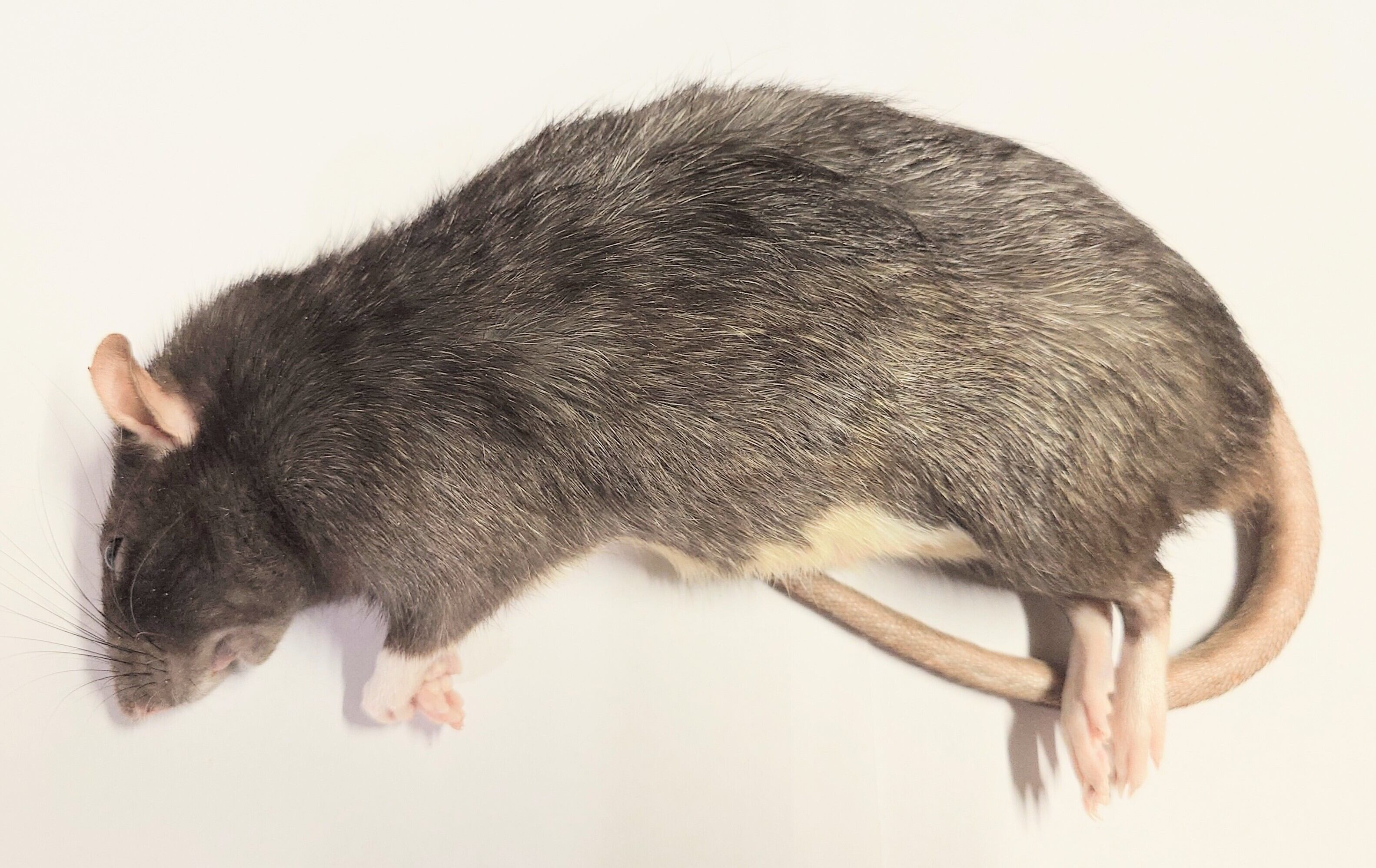 冷凍ﾗｯﾄ3XL 240~300g± 2Peace | BEST RODENT ベストローデント