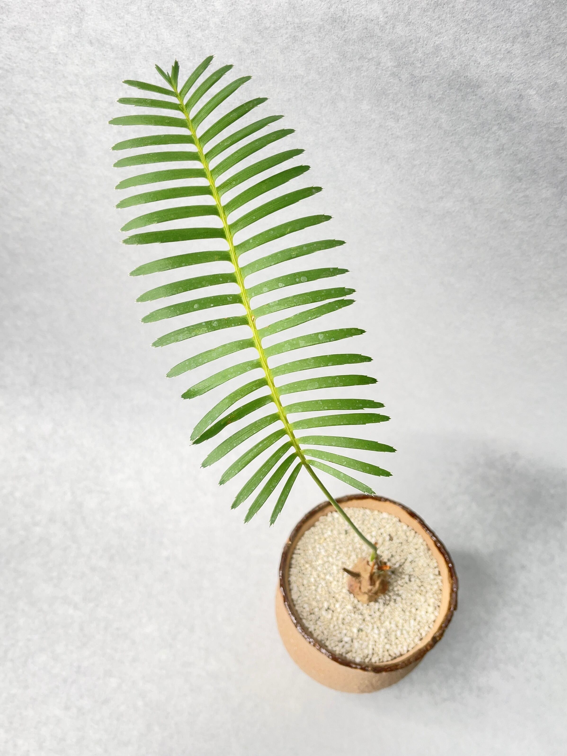 ディオーン　エデュレ　1 ディオーン エデュレ | GREEN LUCK