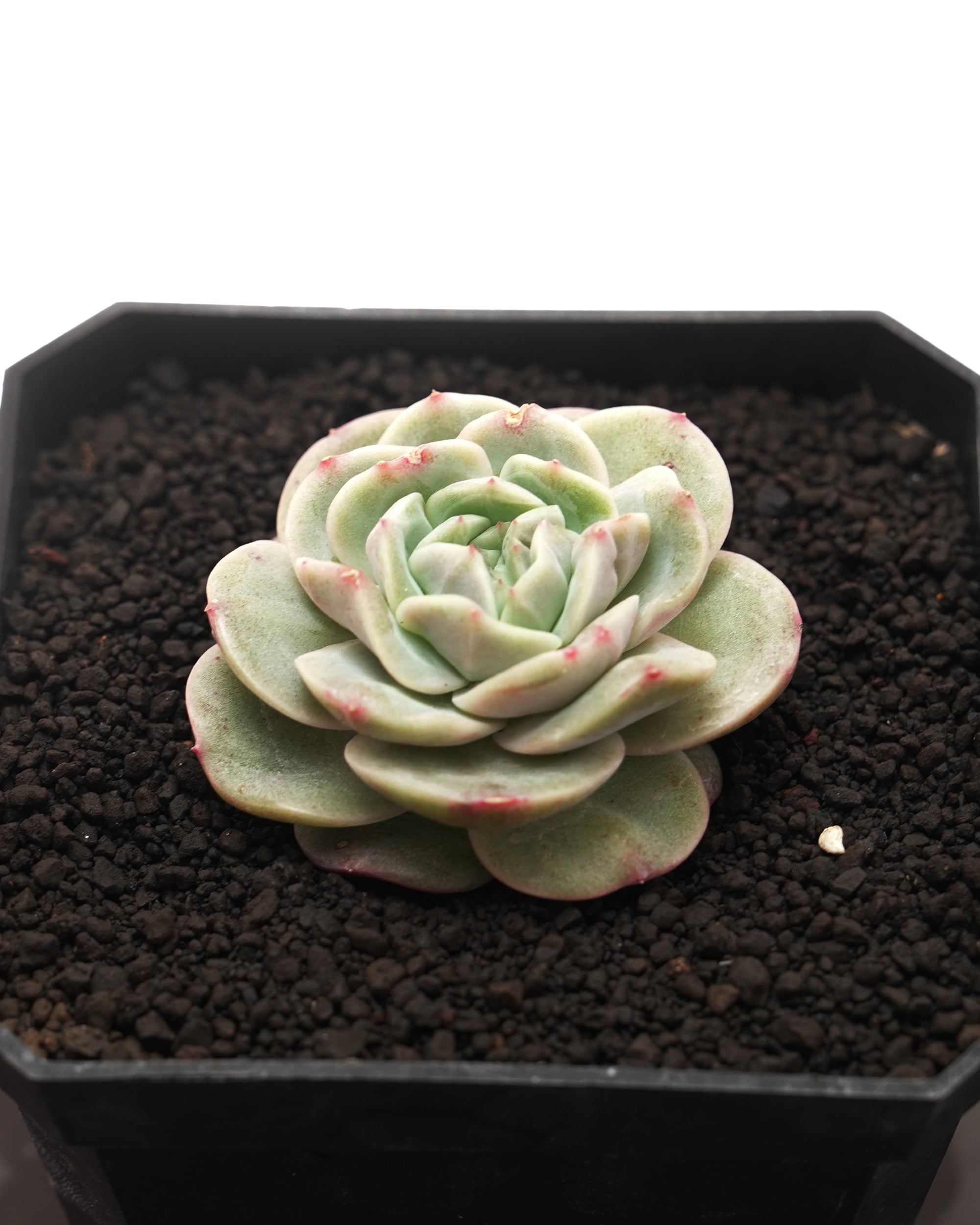 レア種・新品種 | PUKUBOOK SUCCULENTS