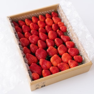 【１５％OFF】【おいCベリー】☆超希少品種☆農倖いちご大容量 1000ｇ以上 ファミリーパック【ご購入から2週間以内に発送】