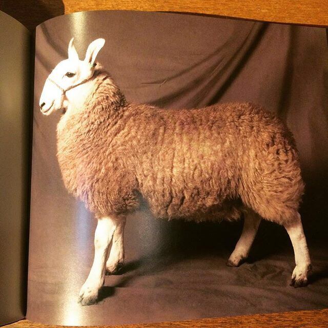 写真集「Beautiful Sheep／Kathryn Dun」 - 画像3