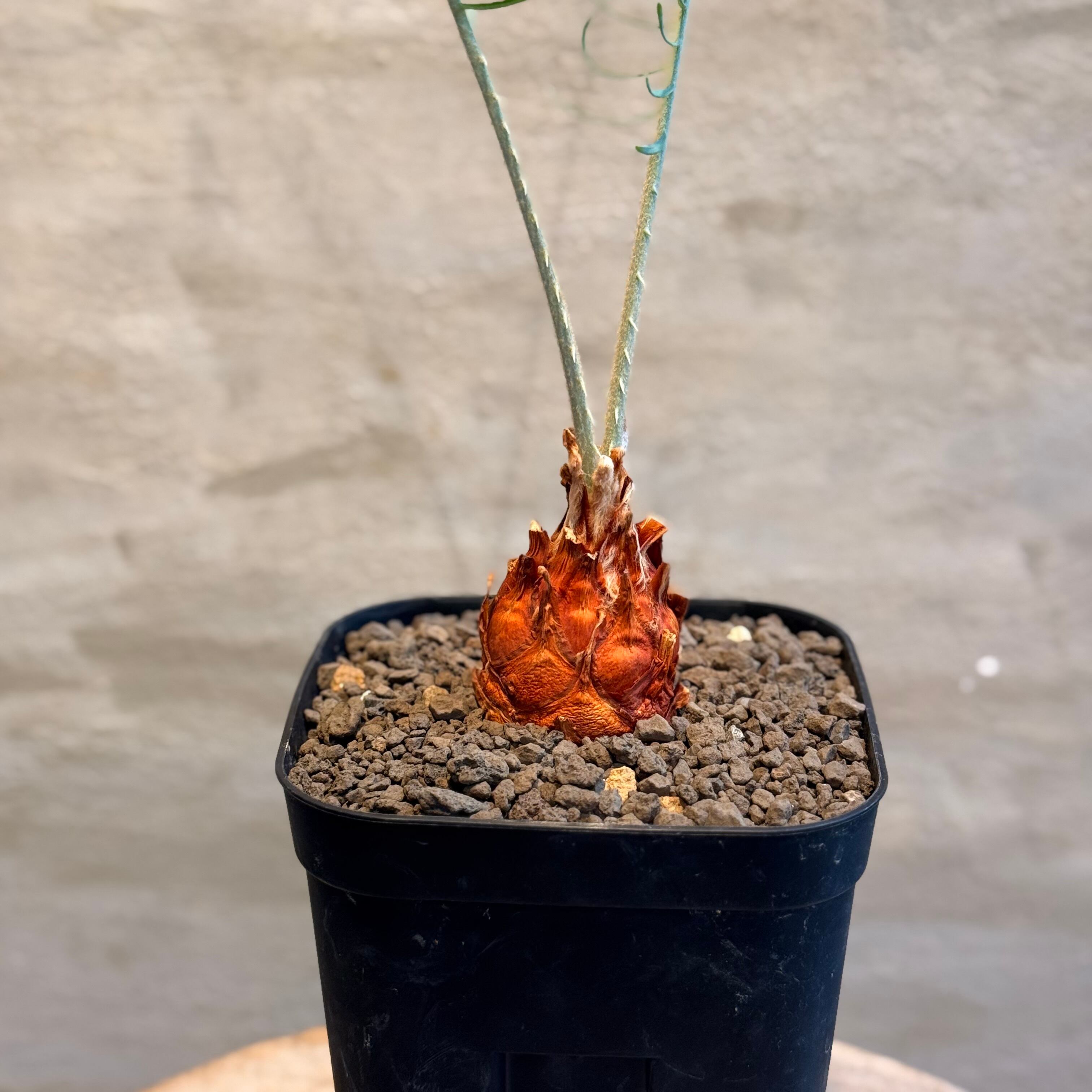 植物】サイカス カイルンシアナ Cycas cairnsiana | A-PLANTS