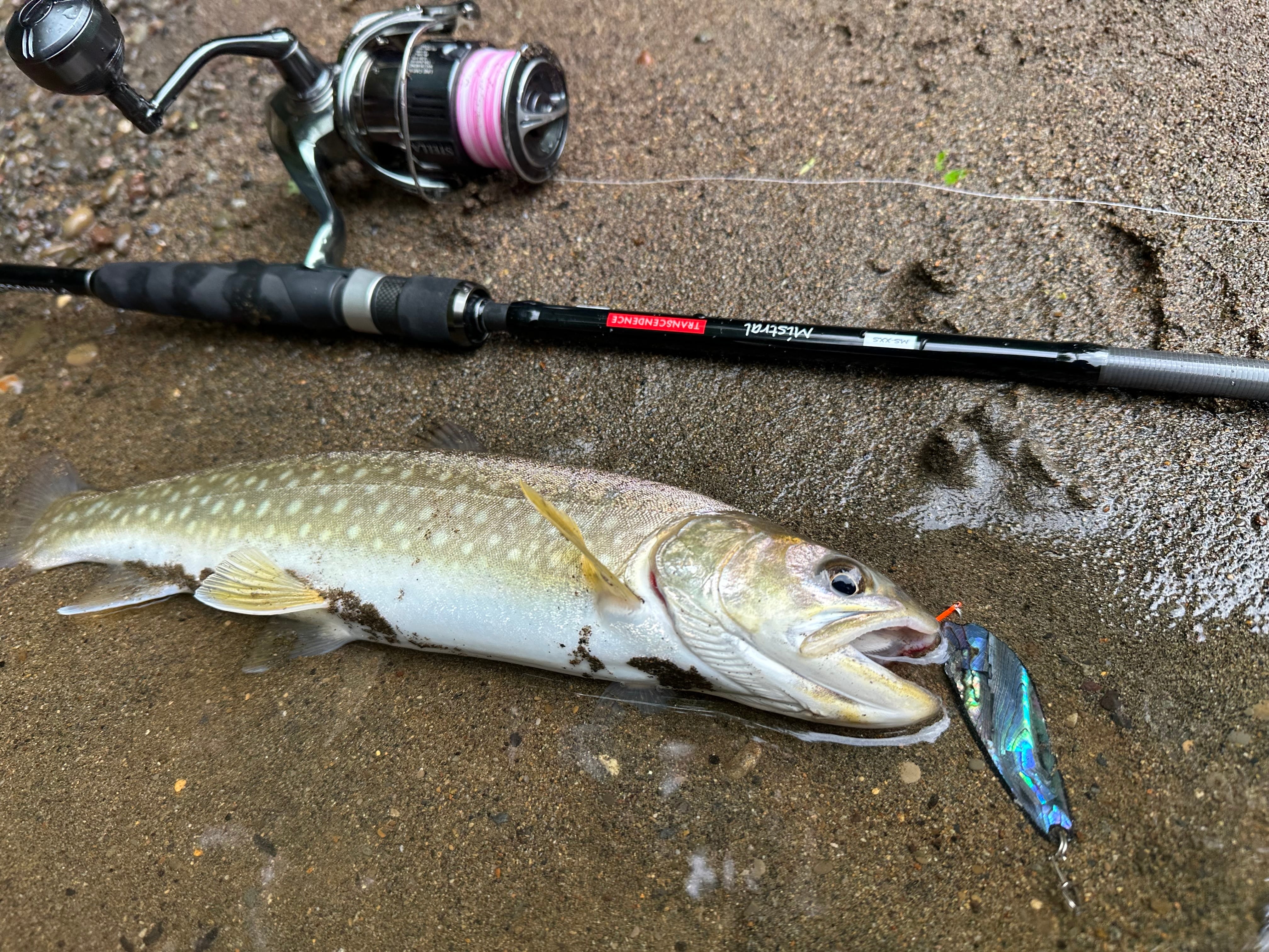 TRANSCENDENCE Mistral-XX | JUNCTION LEATHER&RIVER SHOP