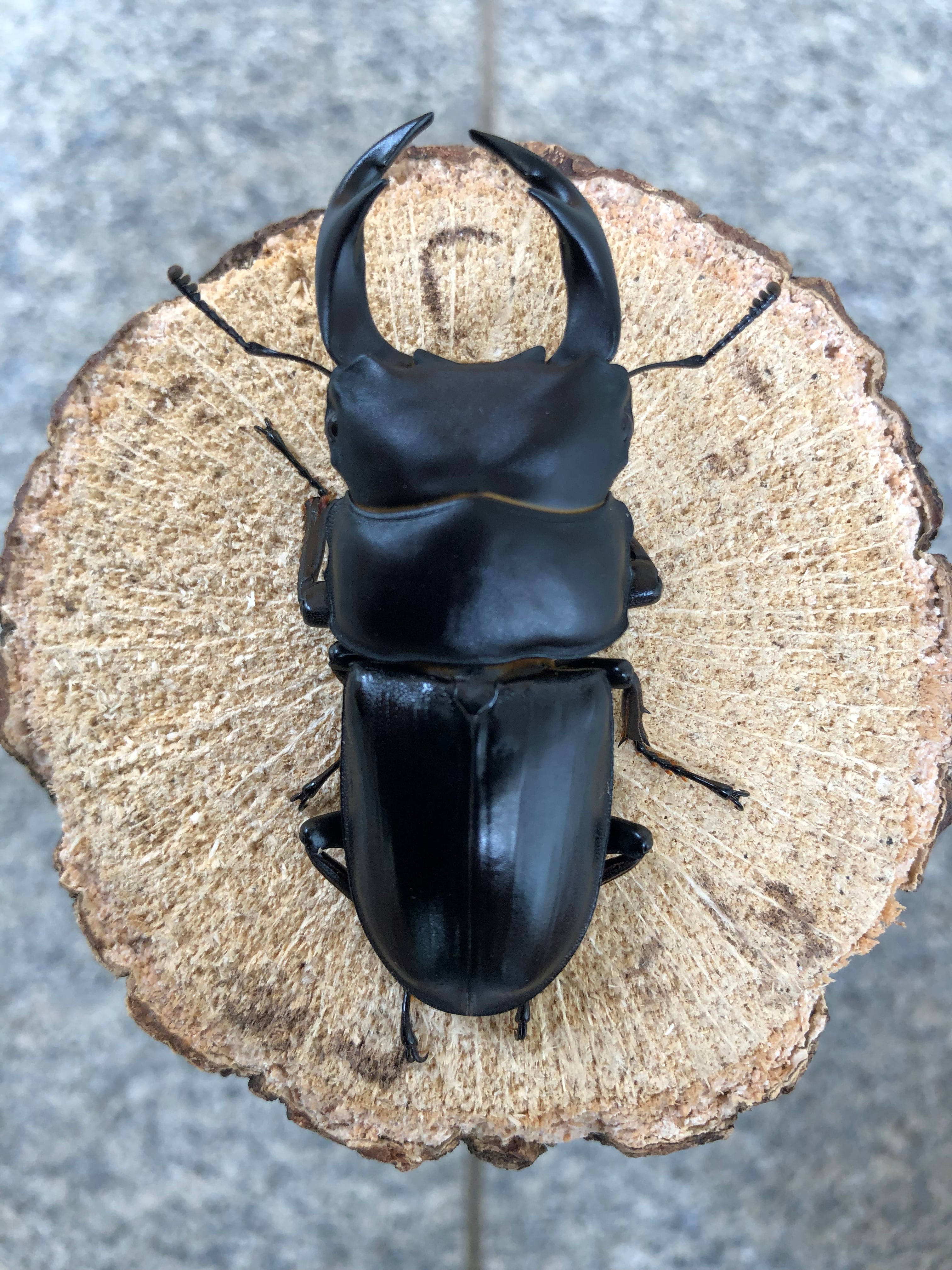 即ブリ可能！53ミリ 能勢SR血統 オオクワガタ成虫メス 7012