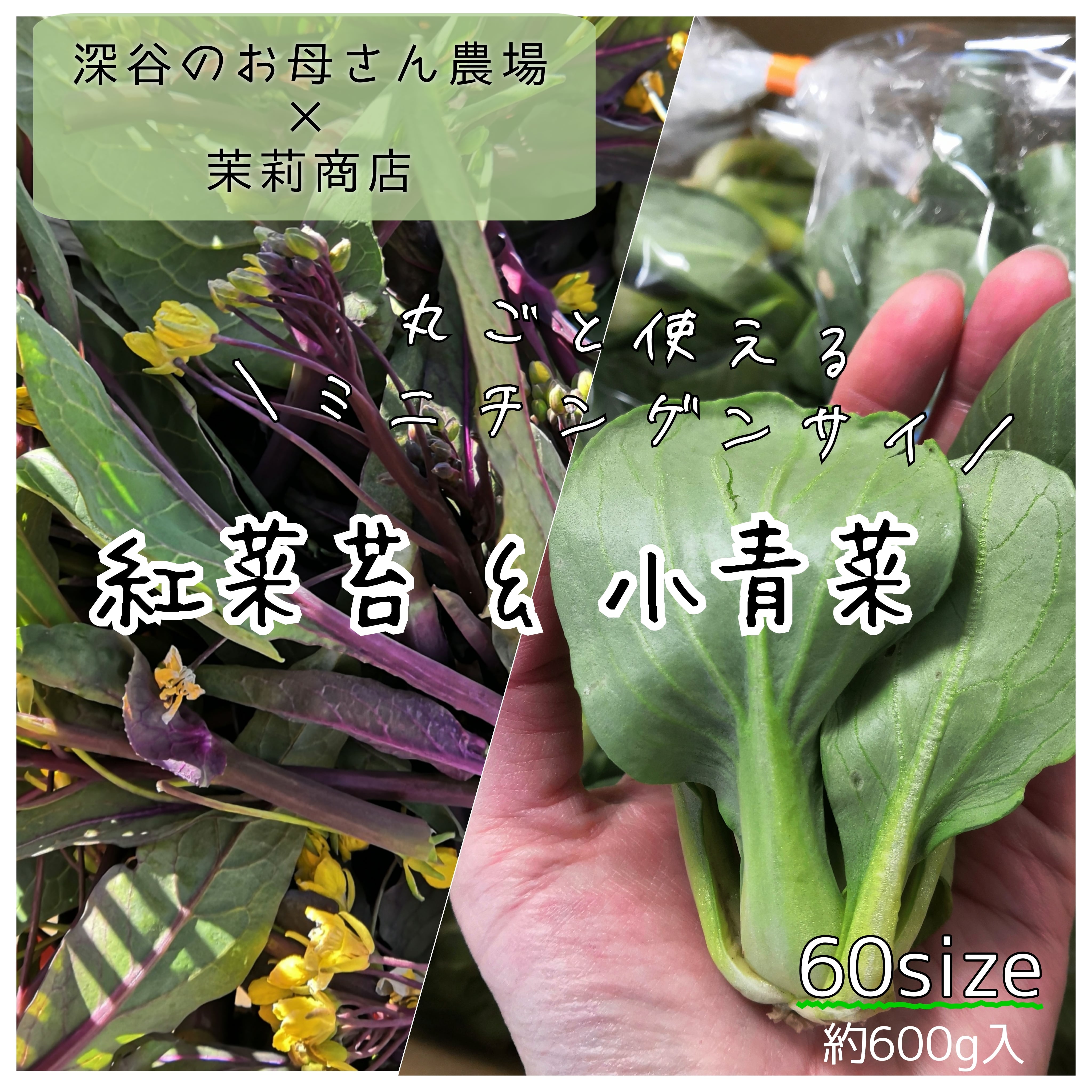 ※送料別　埼玉県産　紅菜苔と小青菜（ミニチンゲンサイ）60箱いっぱい　茉莉商店