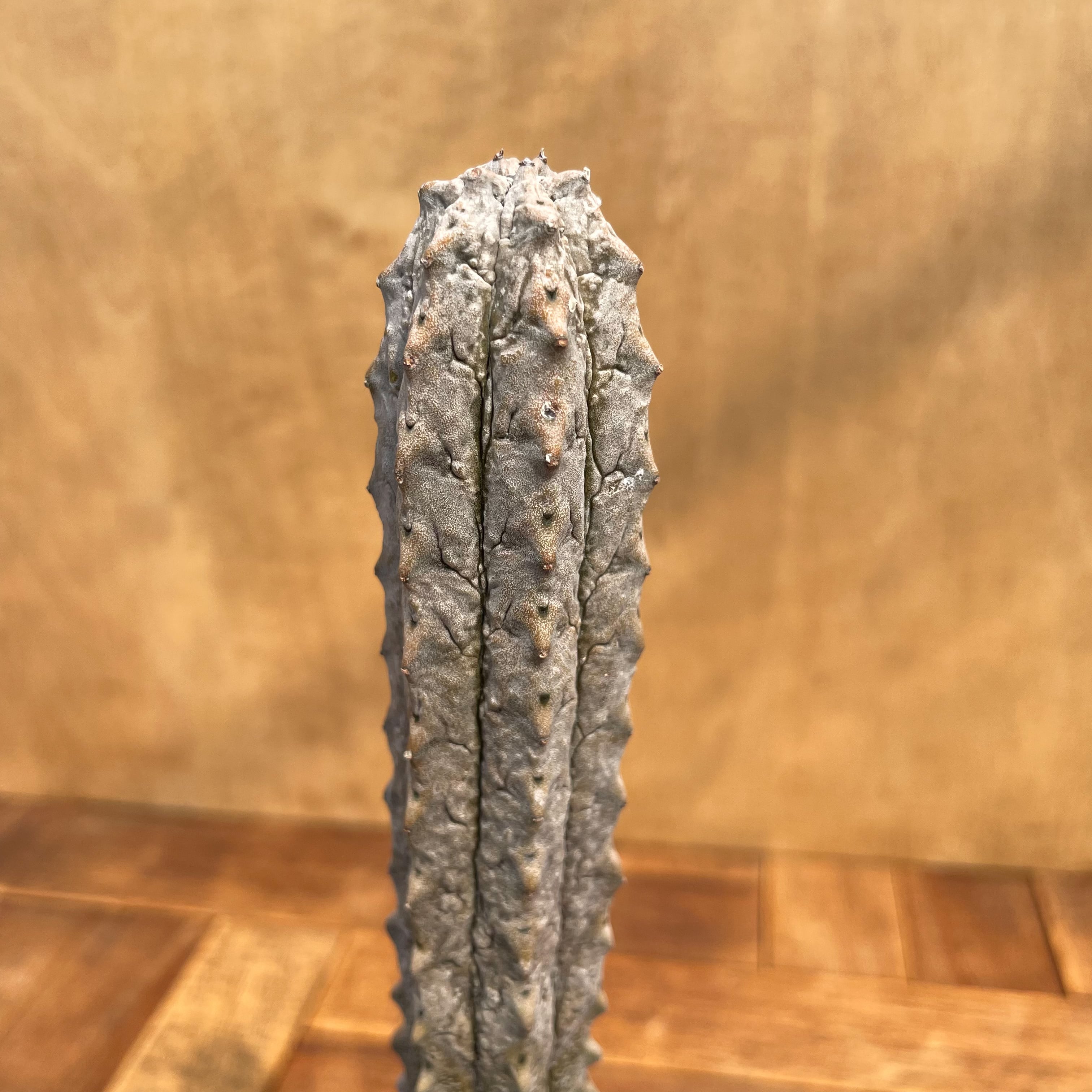 Euphorbia abdelkuri【ユーフォルビア・アブデルクリ】 | RIMO'S GREEN