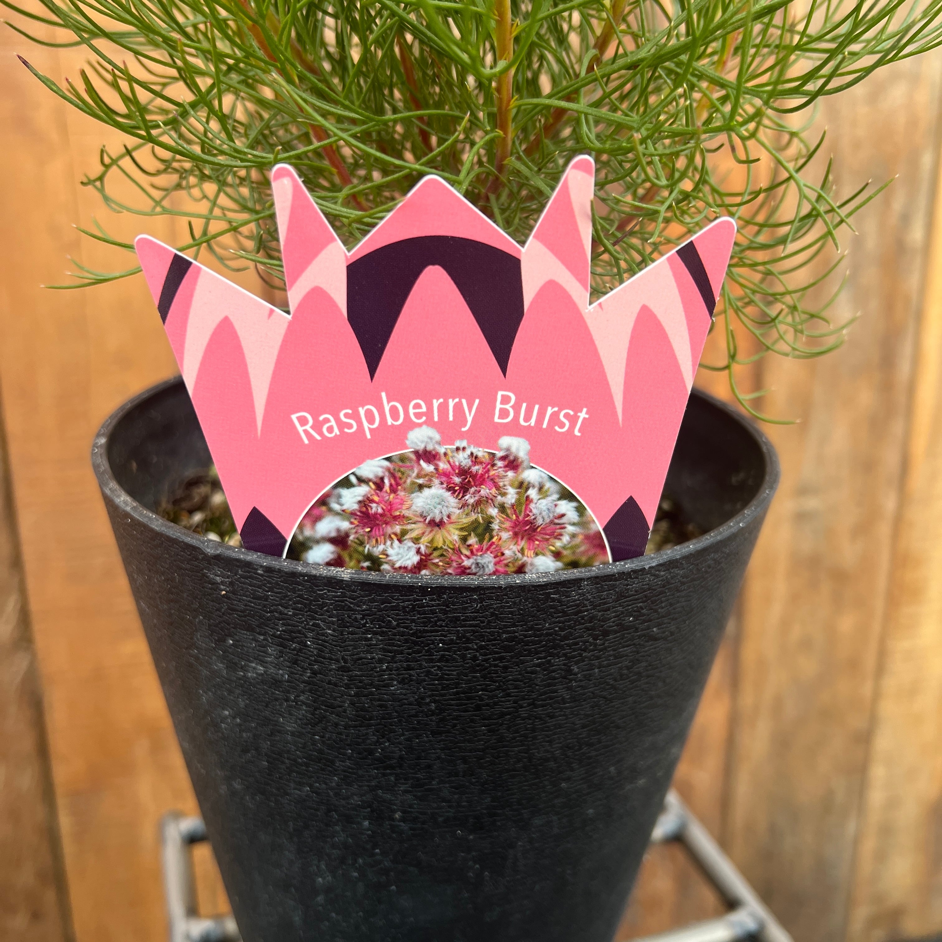 セルリア ラズベリーバースト⑤ | 沼ノ上農園