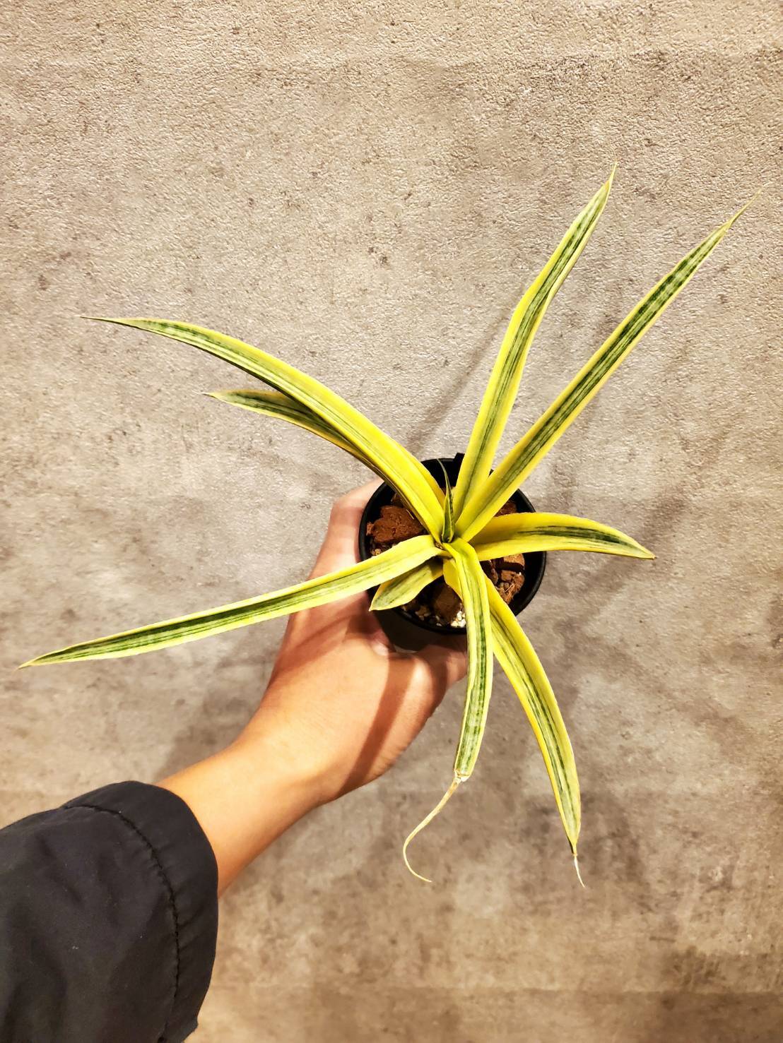 Sansevieria Siam Gold 【artPLANTs】サンスベリア/サンセベリア Sansevieria Siam Gold 【artPLANTs】サンスベリア/サンセベリア