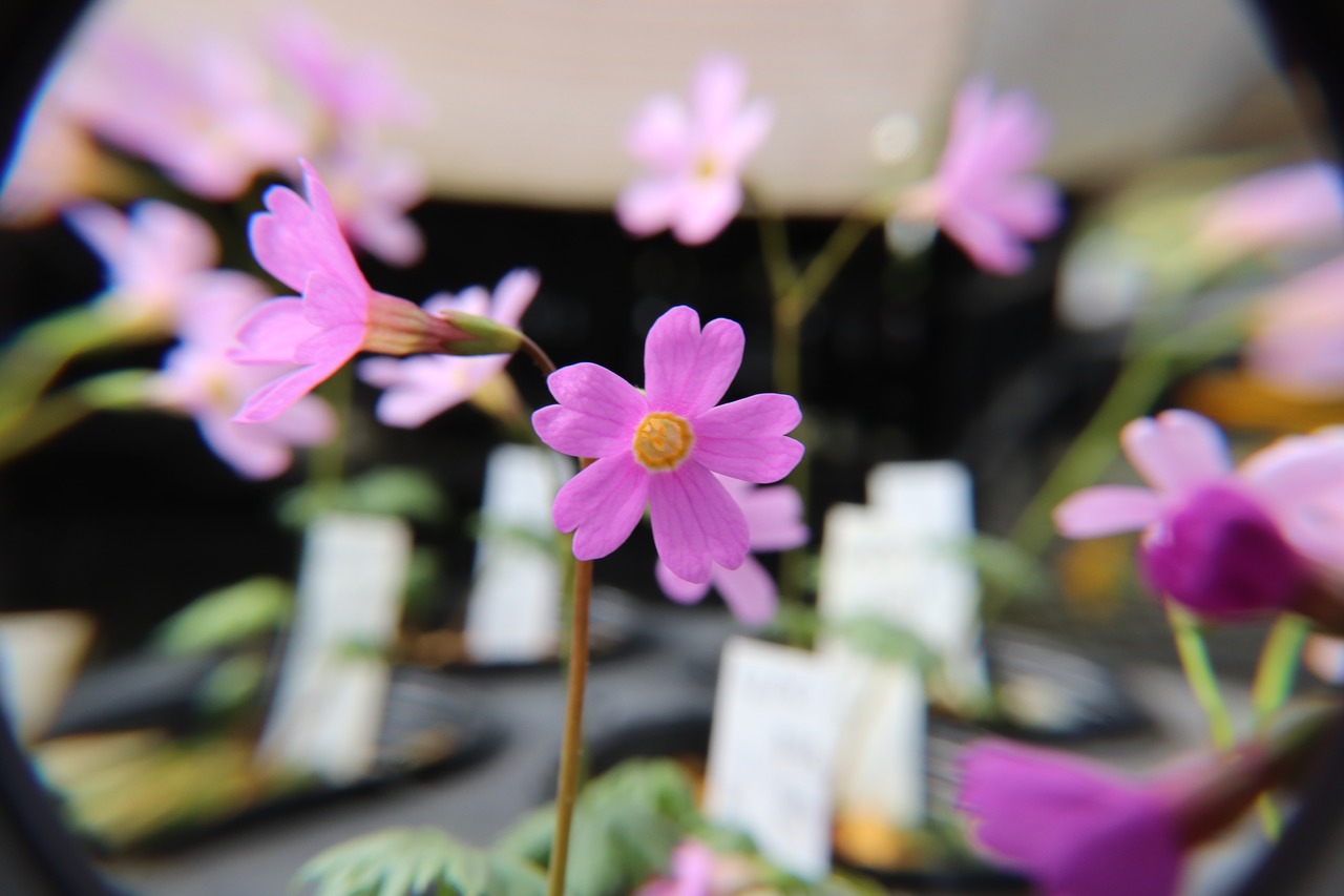 モモイロテシオコザクラ（桃色天塩小桜）７．５ｃｍ〜９ｃｍポット 【山野草】の画像03