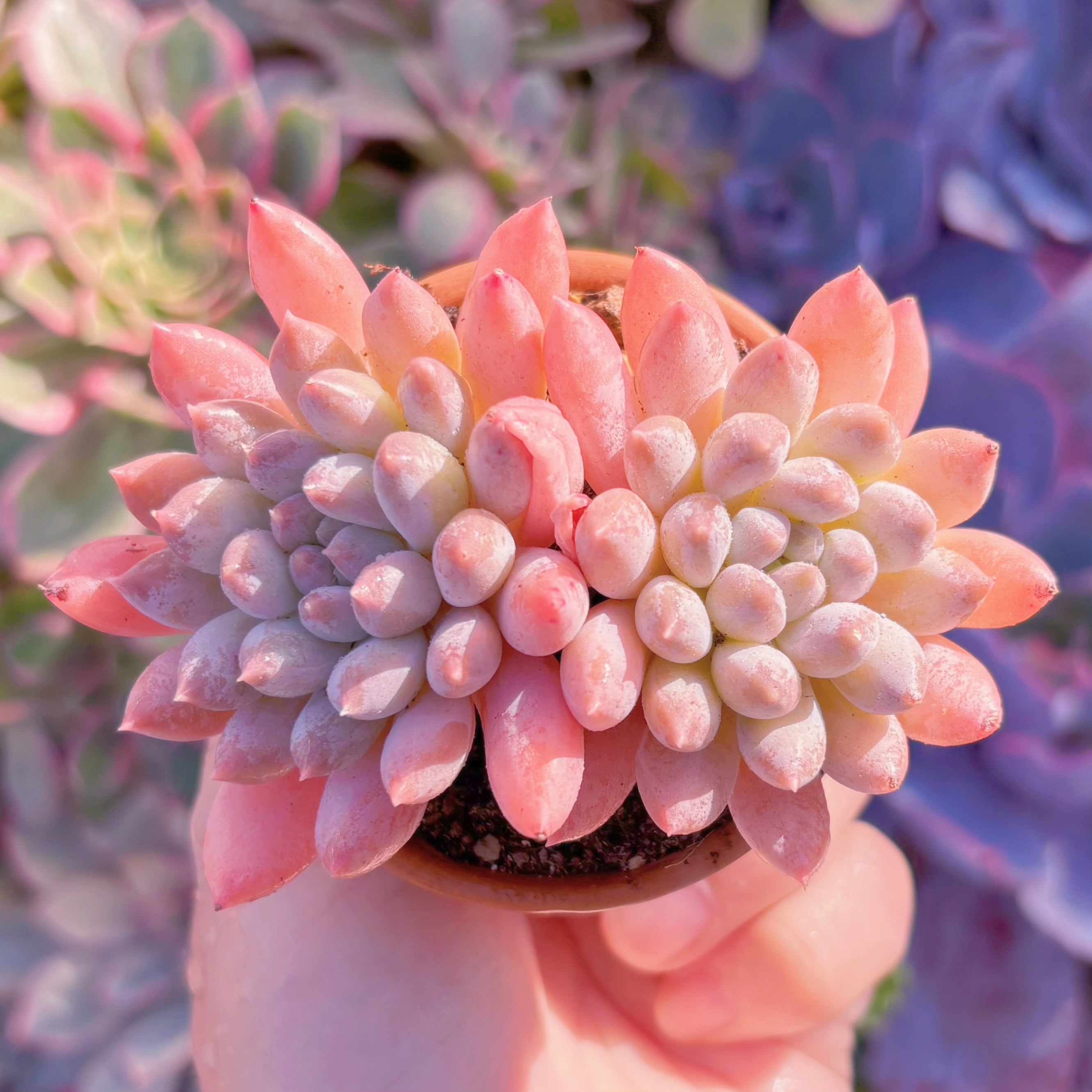 現品　宵桃（よいもも）#705　群生　在庫僅少　るる農園