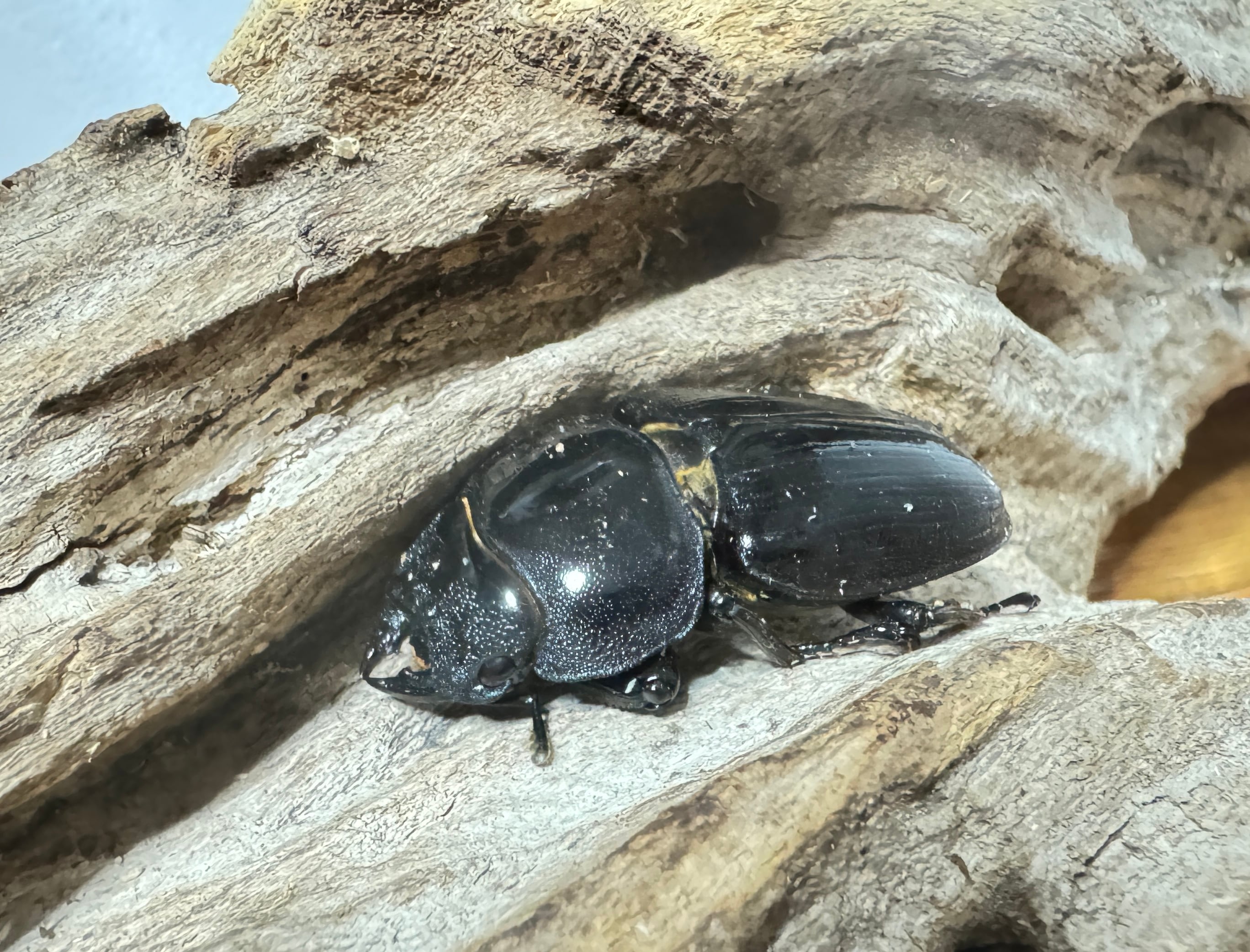 【川西産】オオクワガタ、♂83.0mm、♀53.0mmペア：1909-1 23年羽化 久留米産オオクワガタ 81.5mmペア ジュリクワ氏ブリード個体