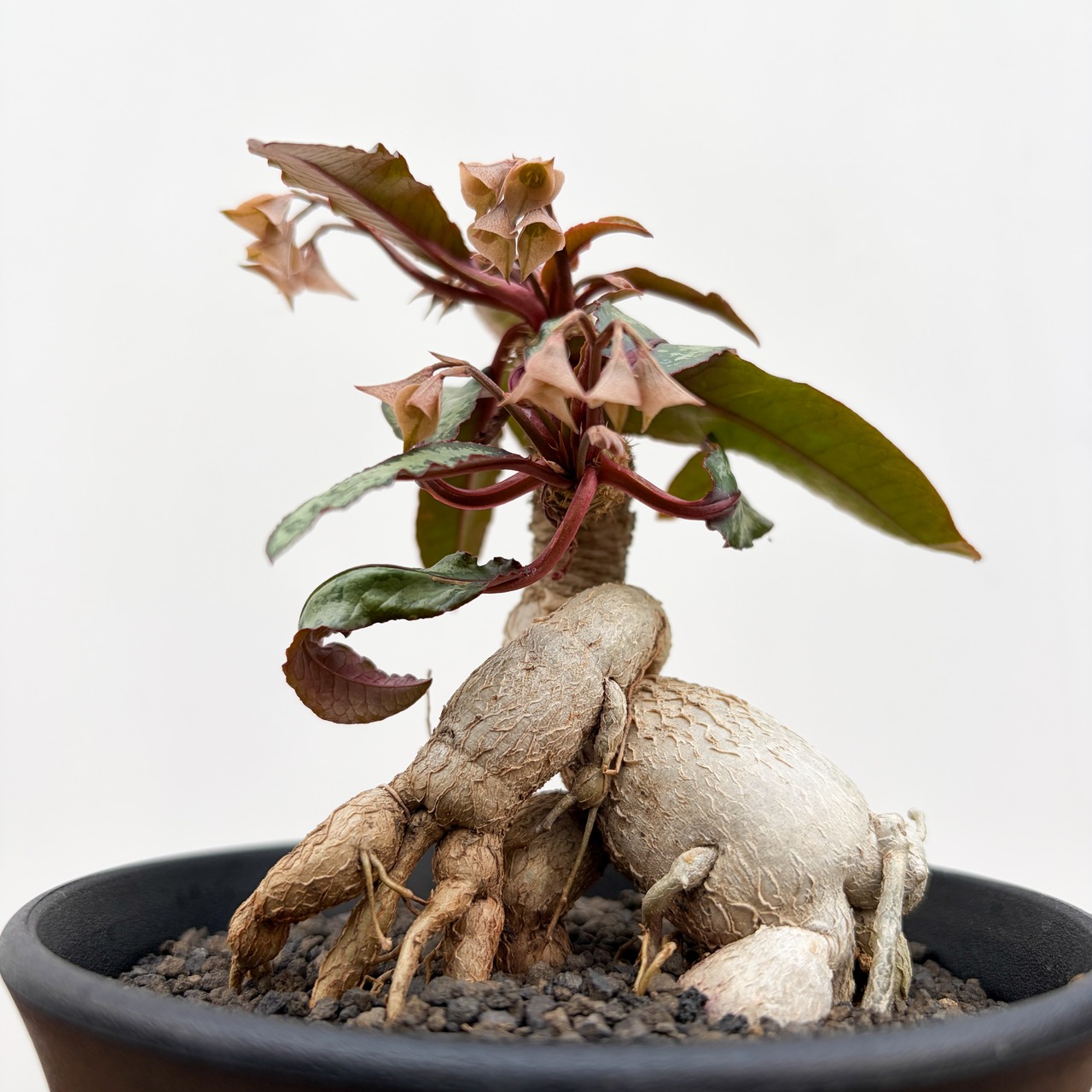 Euphorbia cremersii【ユーフォルビア・クレメルシー】