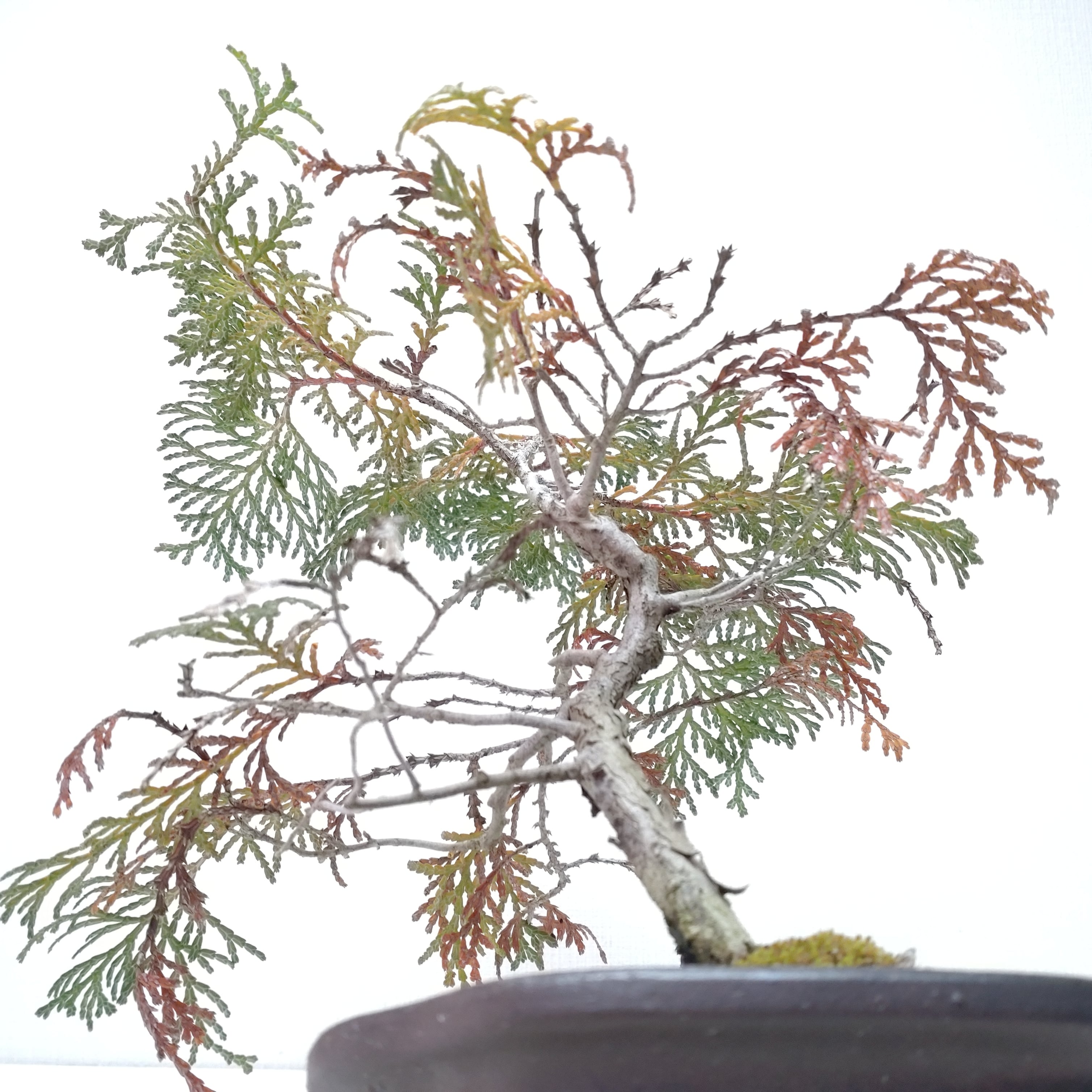 檜（ヒノキ）盆栽 SS004 | 盆栽創【Bonsaisou】