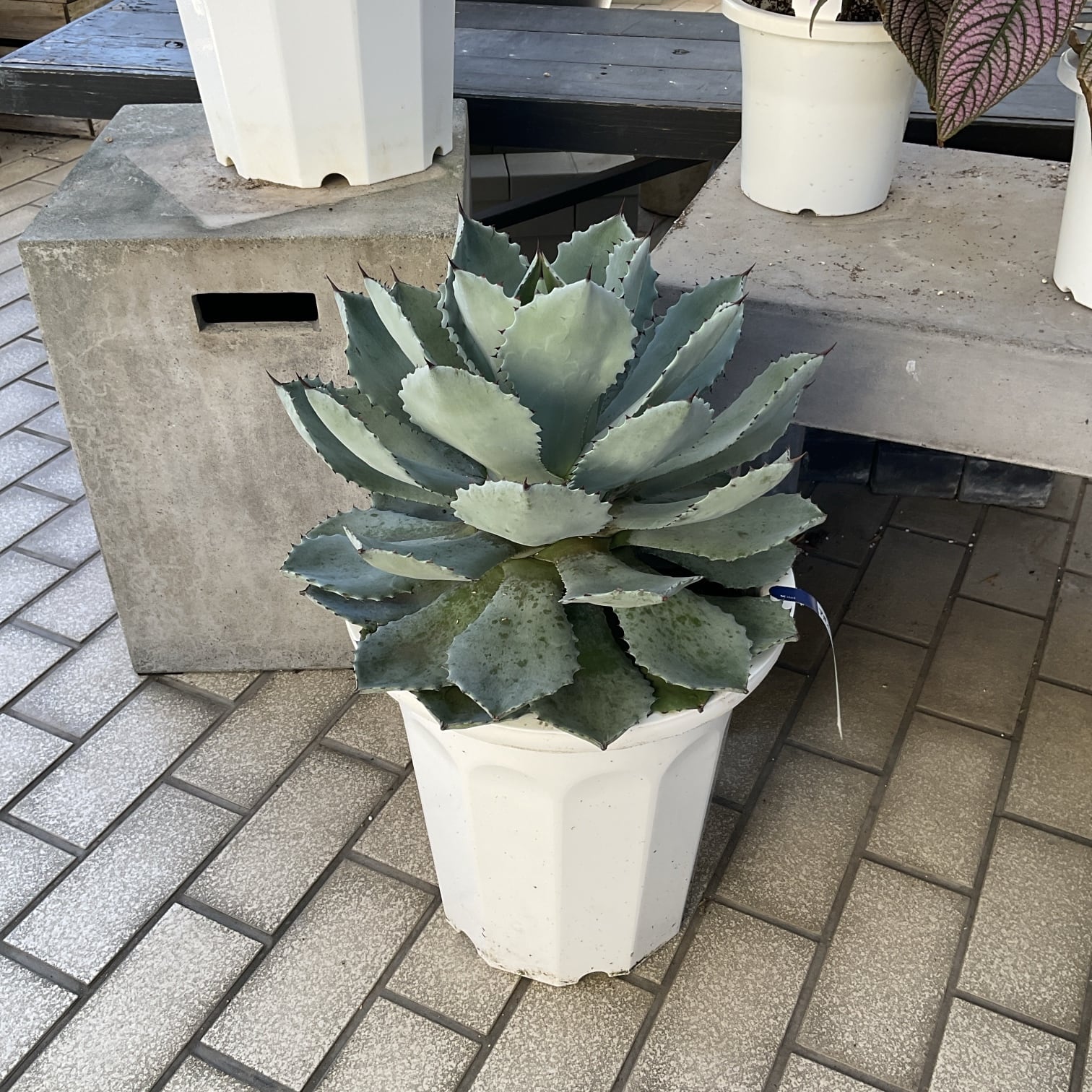 送料無料】【多肉植物】アガベ 10号鉢 | 橋本種苗園
