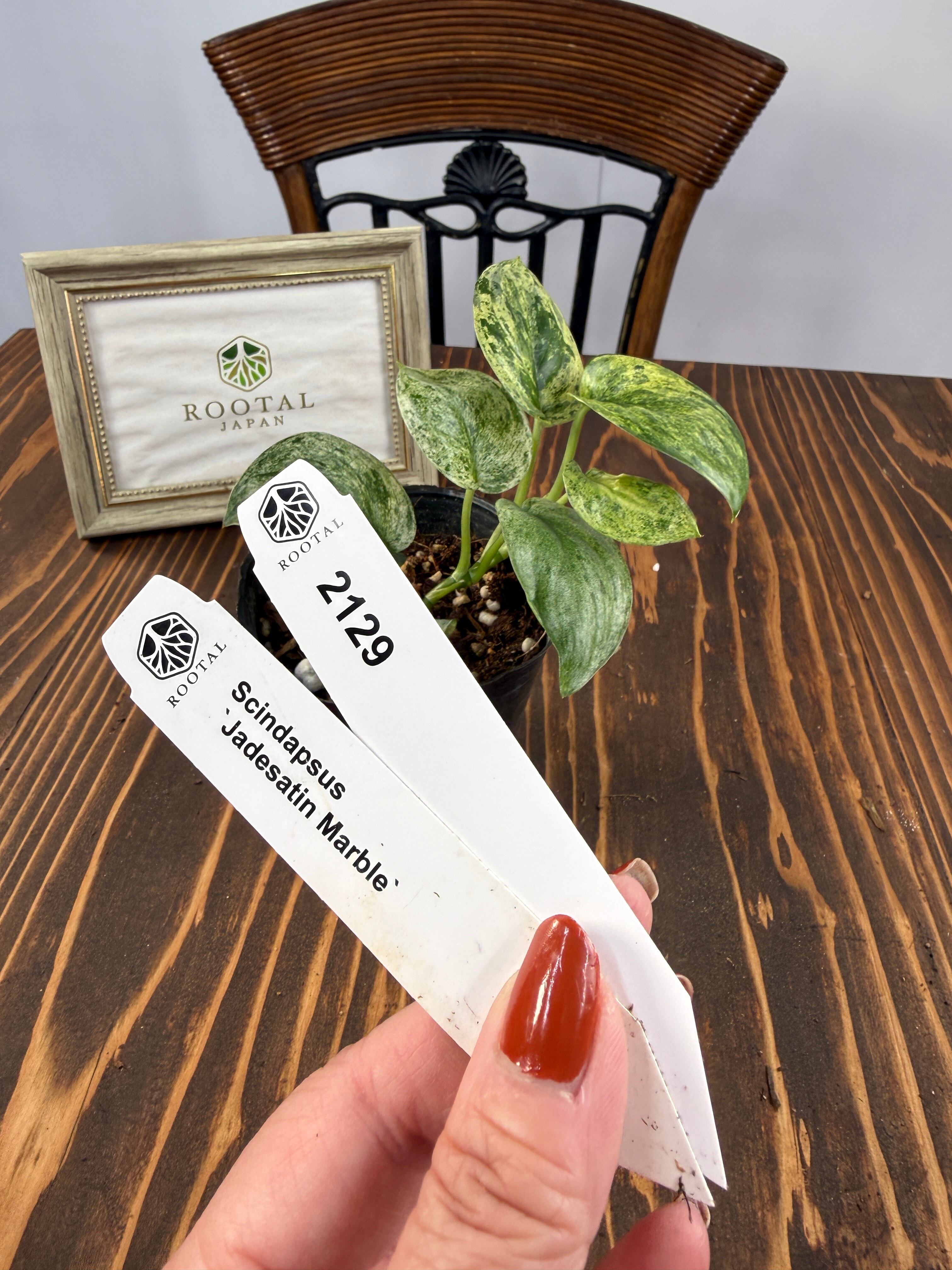 ★2129【超レア】スキンダプサス ジェイドサティン マーブル(3号ポット)