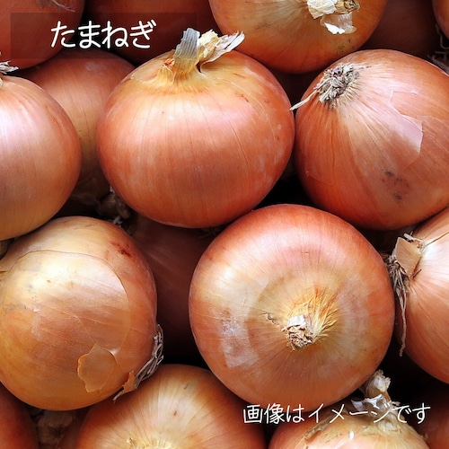 新鮮な秋野菜 ： たまねぎ　約3～4個　11月の朝採り直売野菜　11月7日発送予定