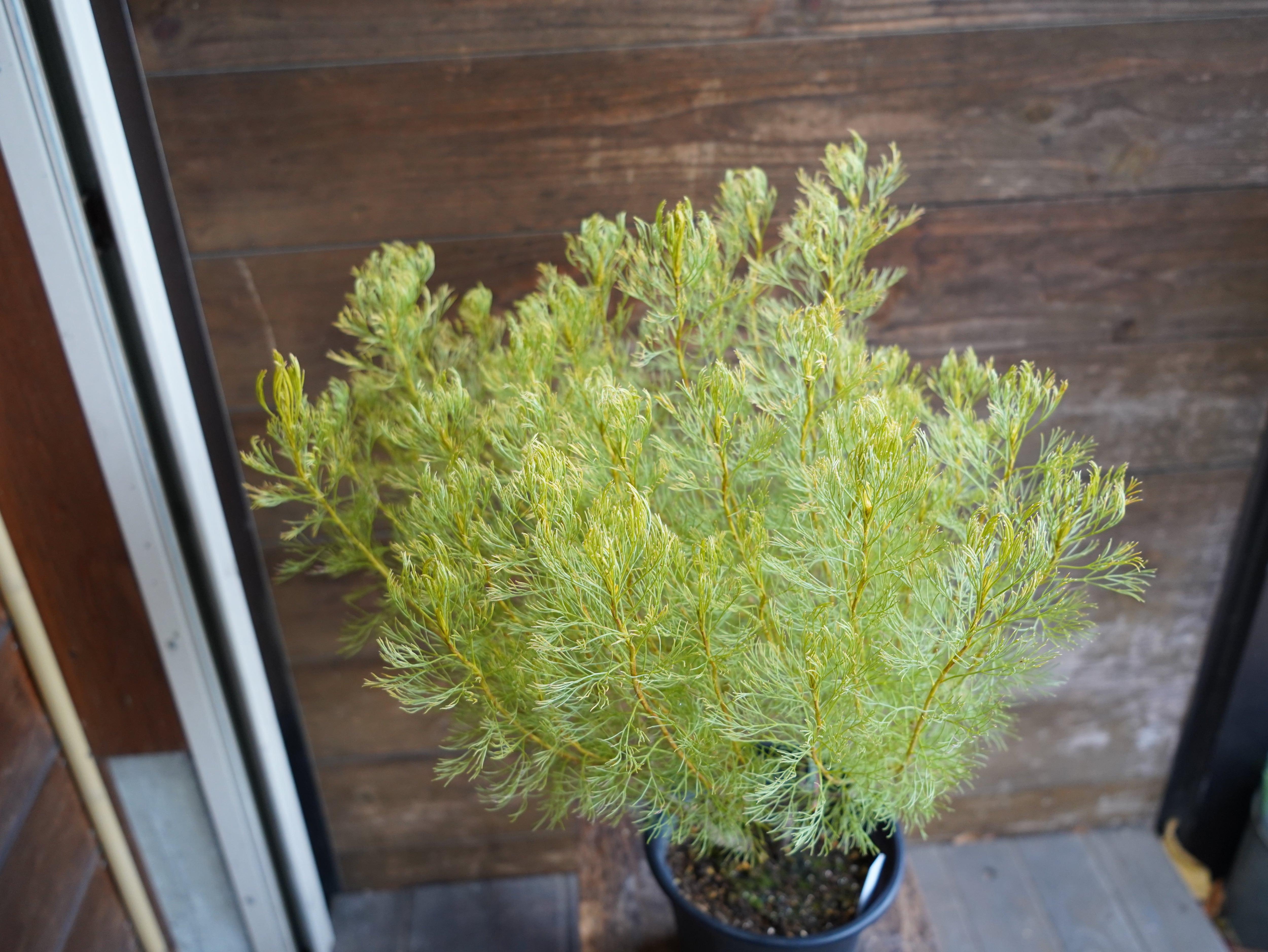 【現物】セルリア　”グロメラータ’レモンハニー”　B