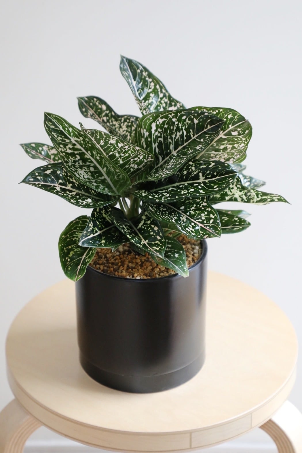 ご注文分　アグラオネマ PLANCHU 観葉植物 アグラオネマ スノーホワイト 4号鉢 受け皿付き 育て